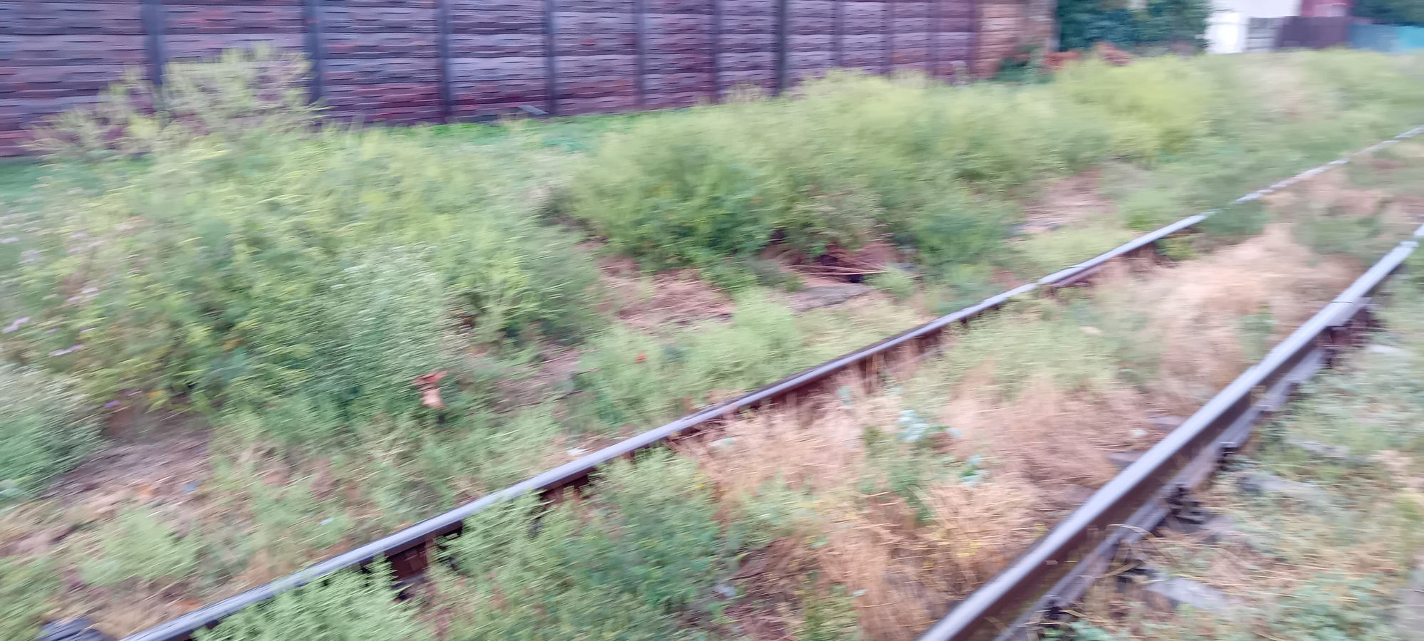 Ambrozie in Strada Regiei, Urziceni, Ialomita, Județul Ialomița - 1000035150.jpg