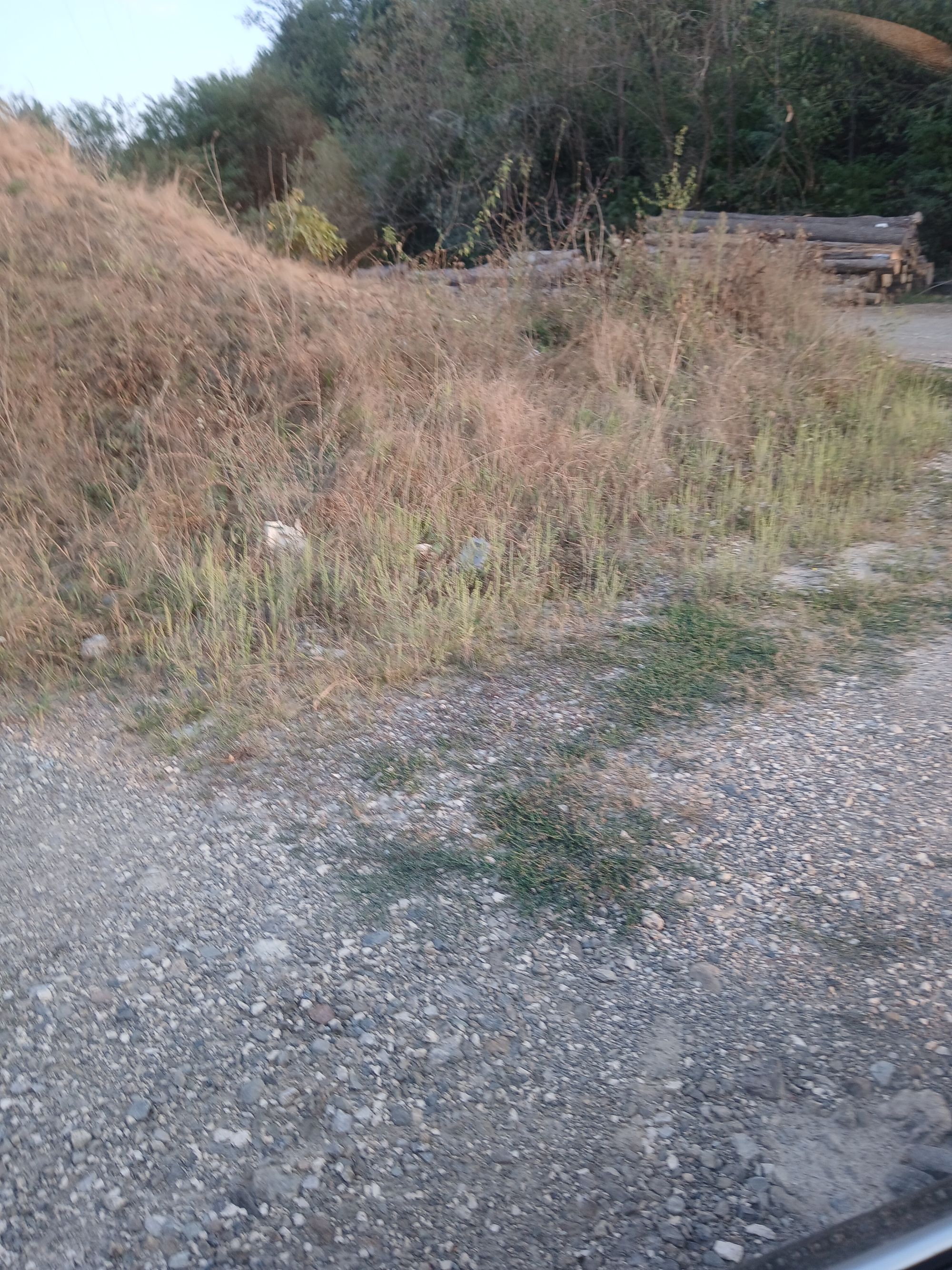 Ambrozie in Grind, Comuna Lăpugiu de Jos, Județul Hunedoara - 1000012757.jpg