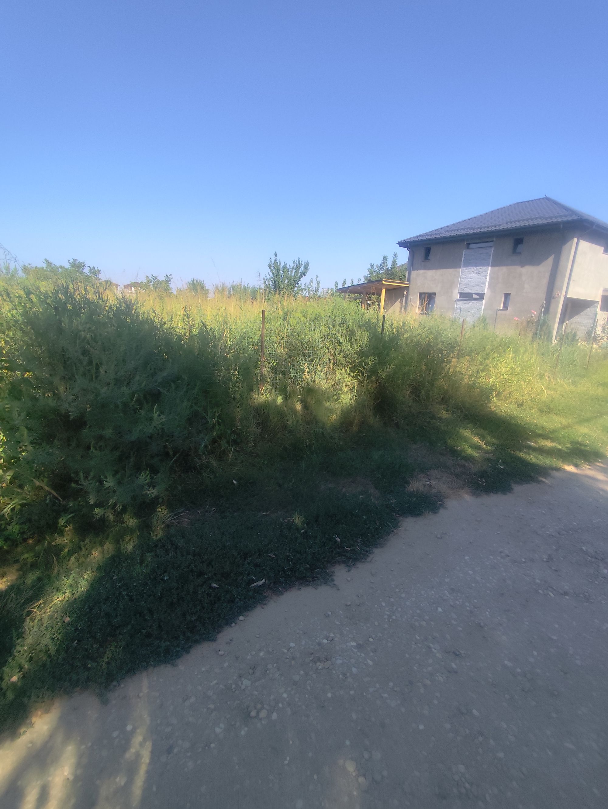 Ambrozie marcată de Ciofu Razvan în Strada Tuberozelor 84G, Berceni, Comuna Berceni, Județul Ilfov
