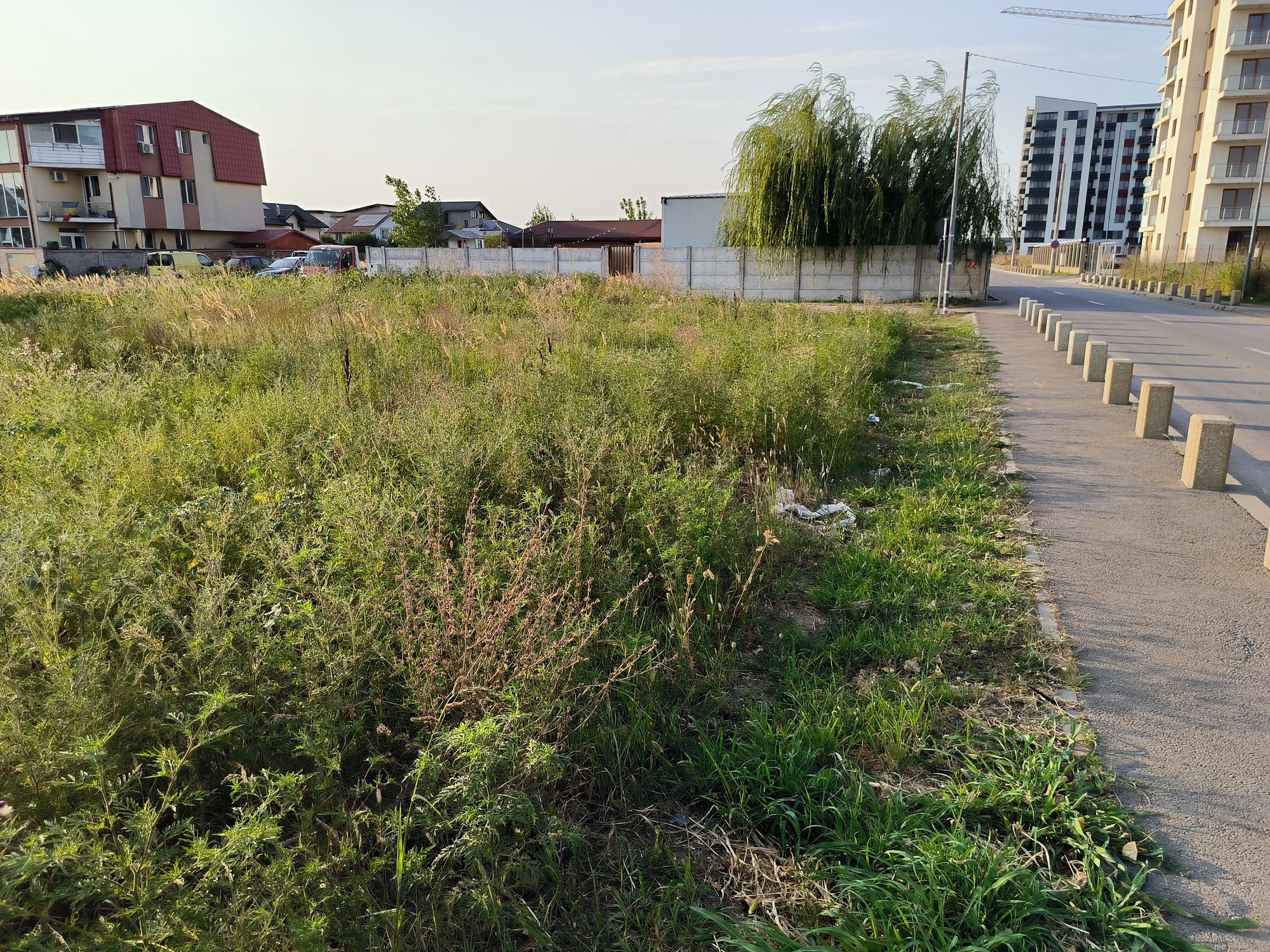 Ambrozie in Strada Stelelor 72a, Chiajna, Comuna Chiajna, Județul Ilfov - IMG_20230815_185456.jpg