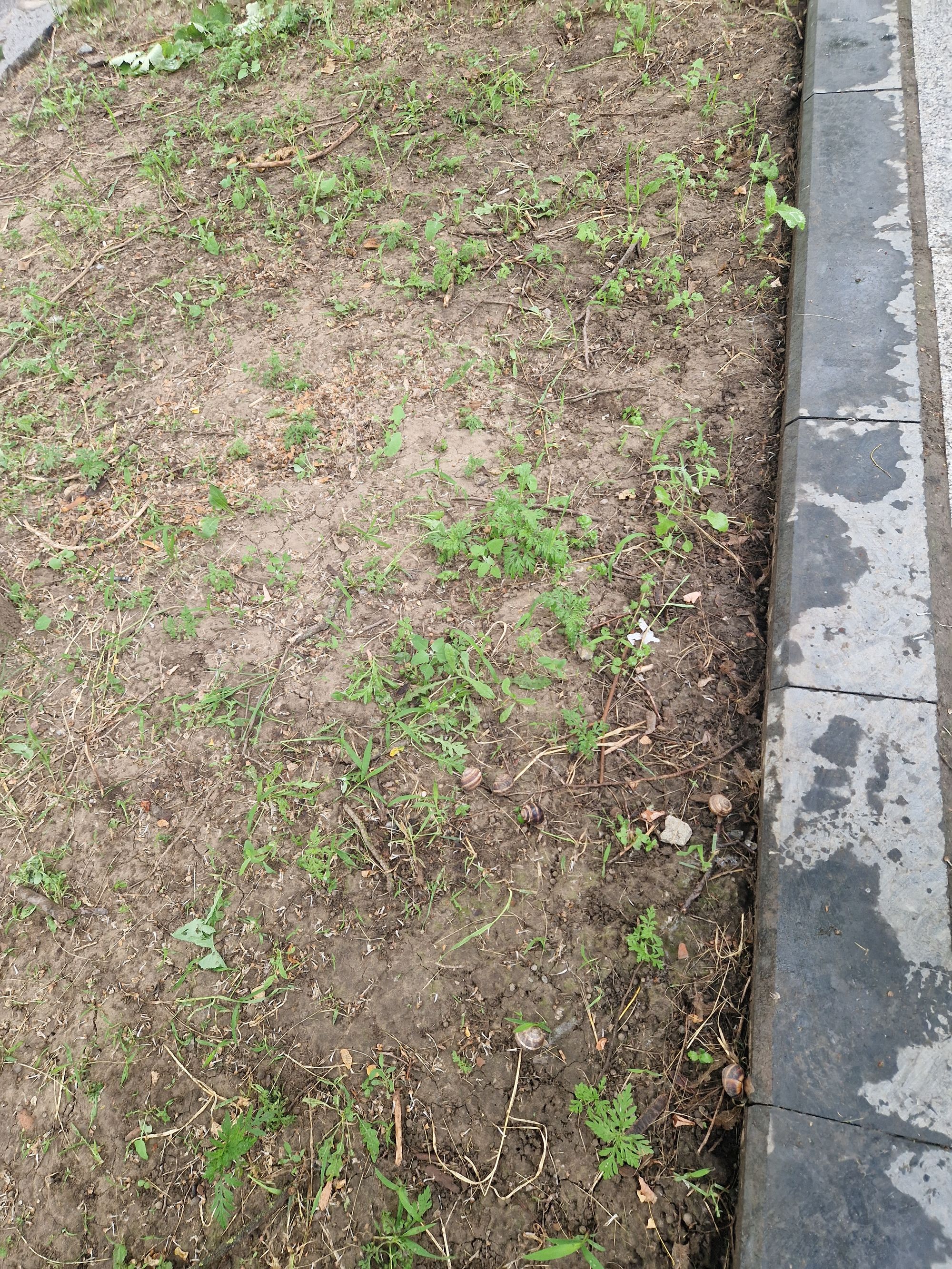 Ambrozie in Aleea Mănăstirii 4, Brăila, Comuna Chișcani, Județul Brăila