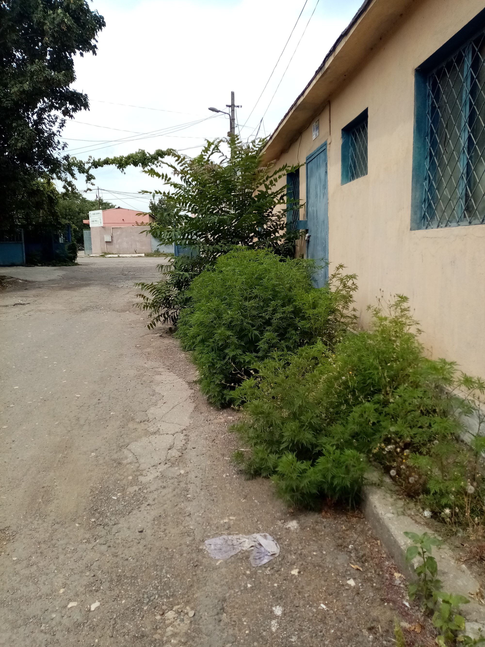 Ambrozie in Strada Interioară 3 1, Constanța, Municipiul Constanța, Județul Constanța - inbound3092816368312696350.jpg