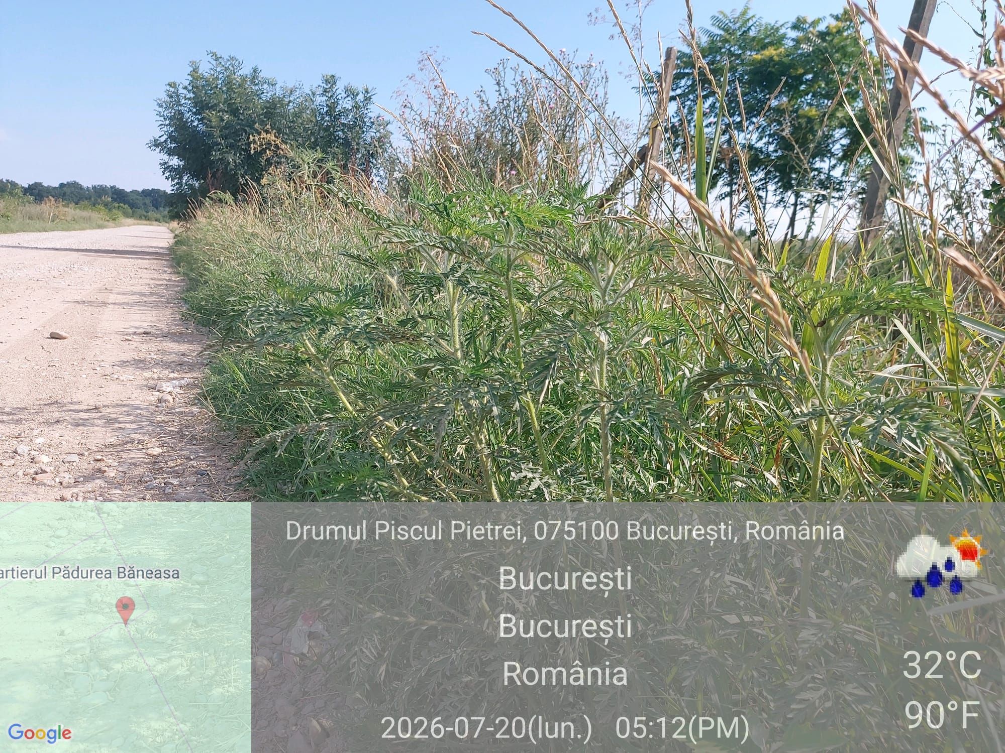 Ambrozie marcată de Asociatia Baneasa21 în Drumul Piscul Pietrei, București, Municipiul București