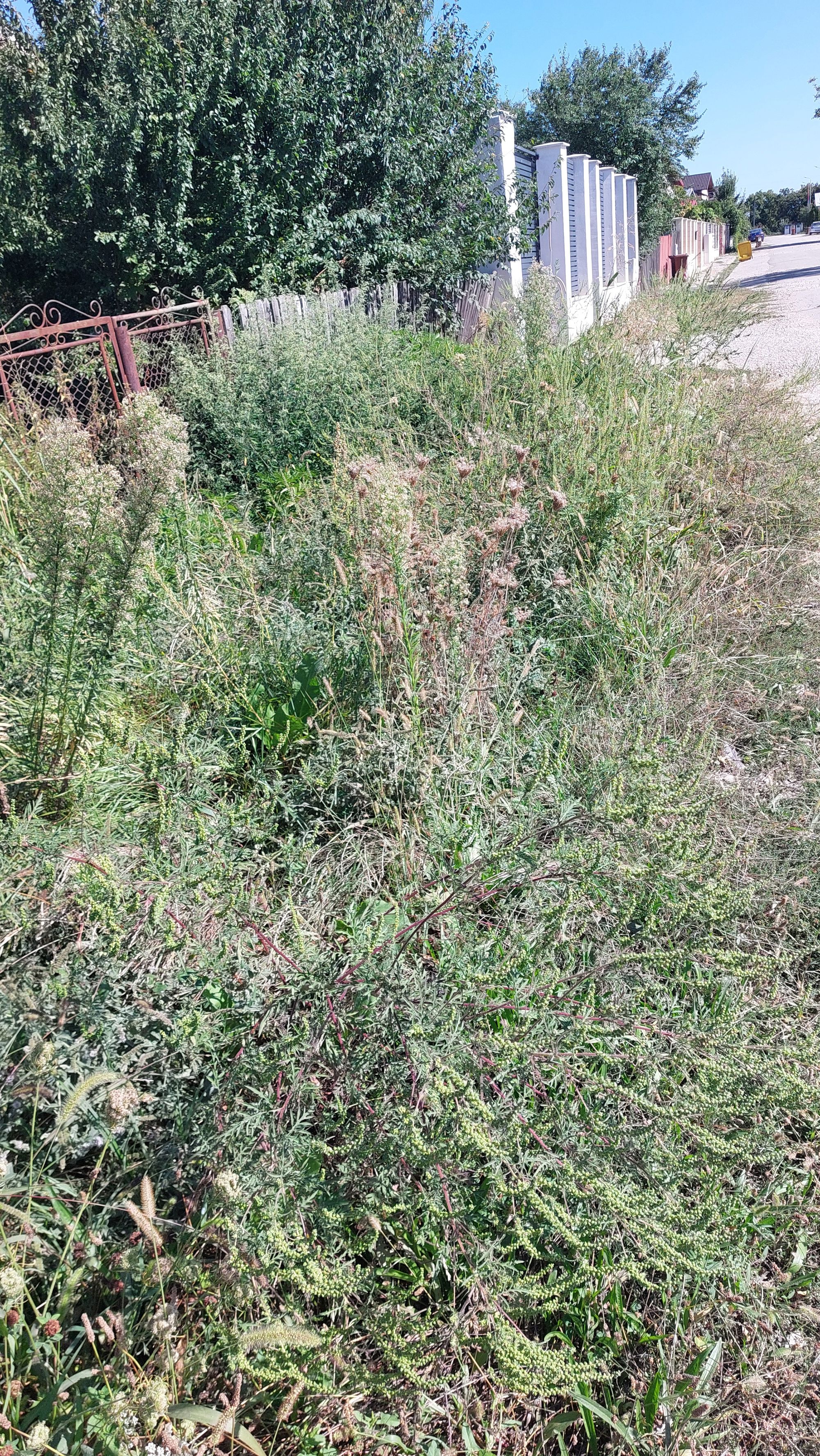 Ambrozie in Strada Toma Alimoș 12, Blejoi, Comuna Blejoi, Județul Prahova - 1000171757.jpg