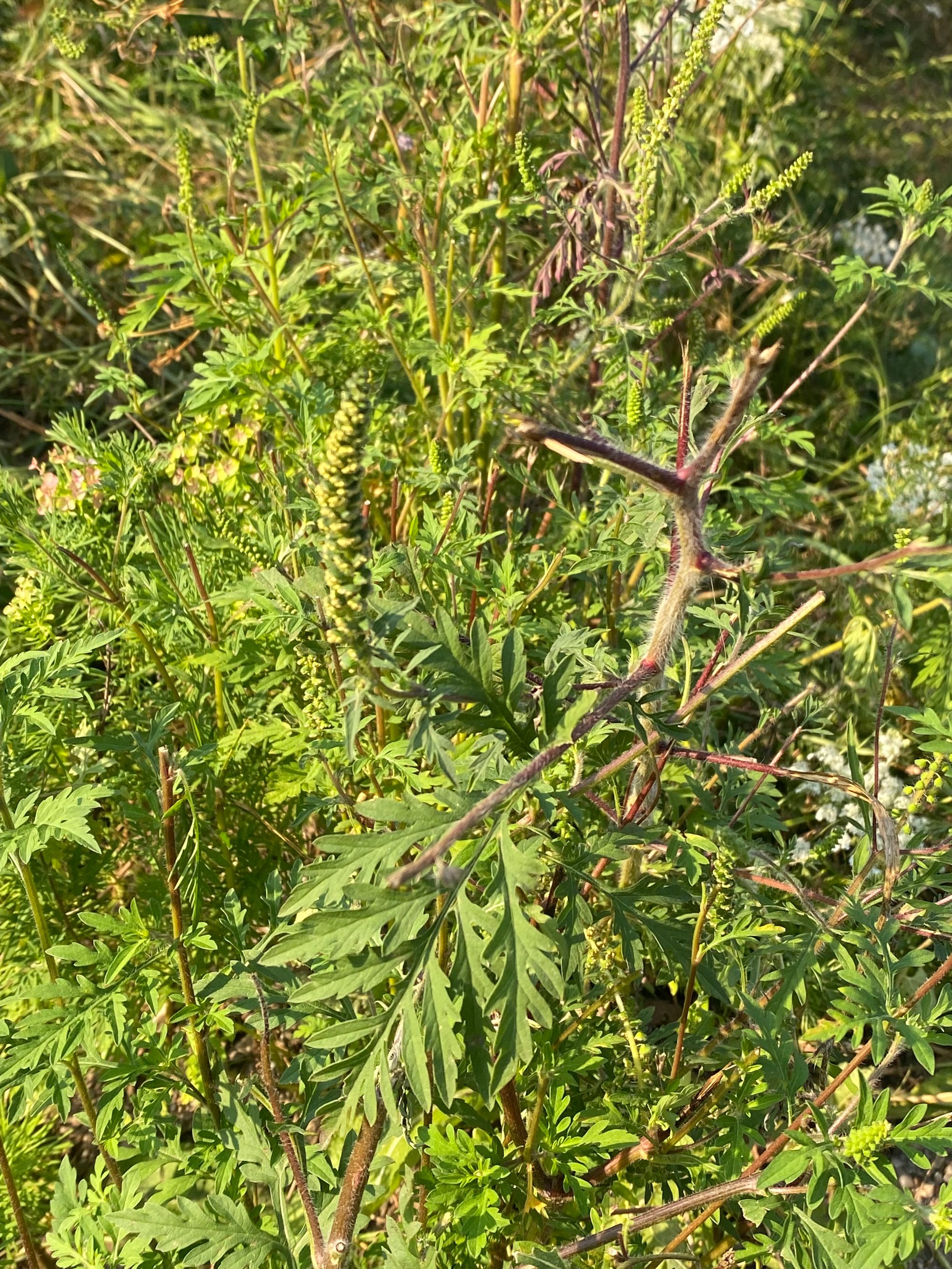 Ambrozie in DJ108A 251, Agrij, Comuna Agrij, Județul Sălaj - IMG_8498.jpeg