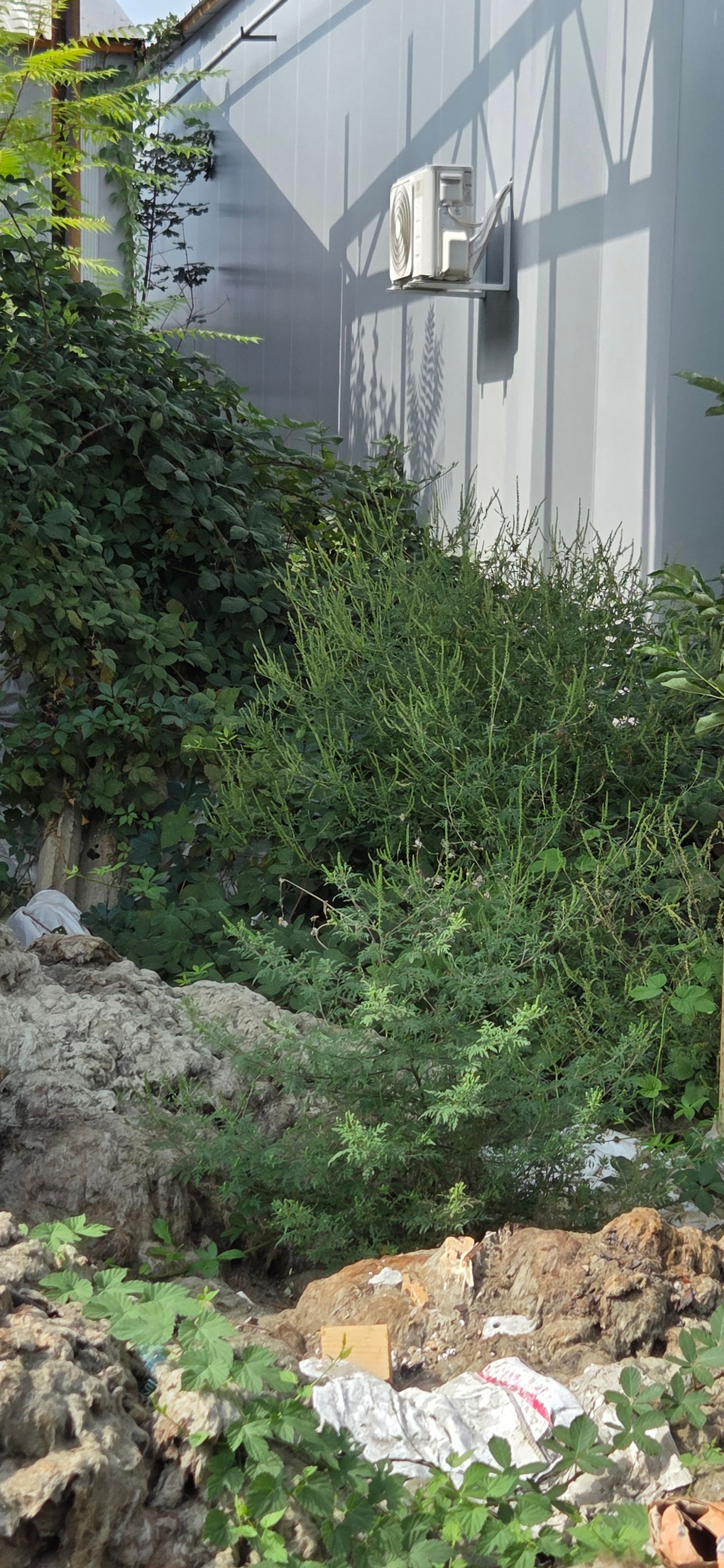 Ambrozie in Strada Gheorghe Petrescu 37, Ploiești, Municipiu Ploiești, Județul Prahova