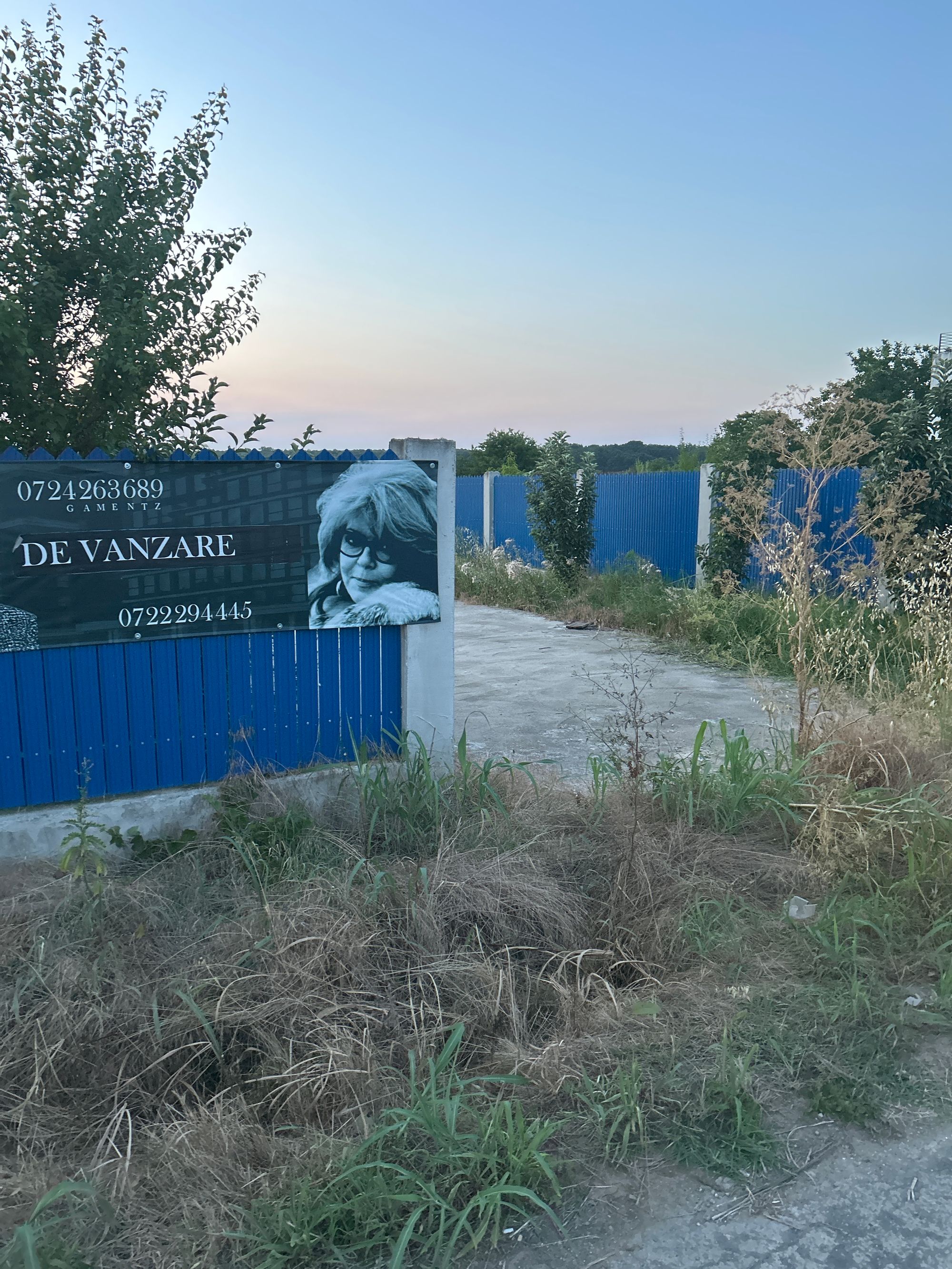Ambrozie in Str. Zorilor 11-13, Grădiștea, Comuna Grădiștea, Județul Ilfov