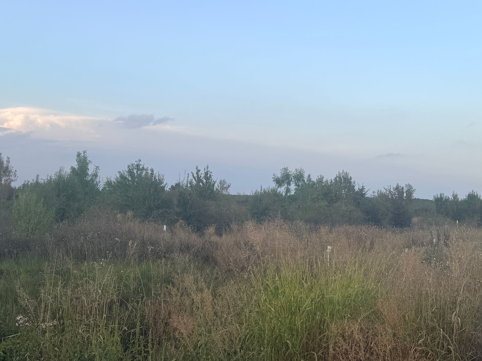 Ambrozie in Strada Plopului , Gulia, Comuna Tărtășești, Județul Dâmbovița
