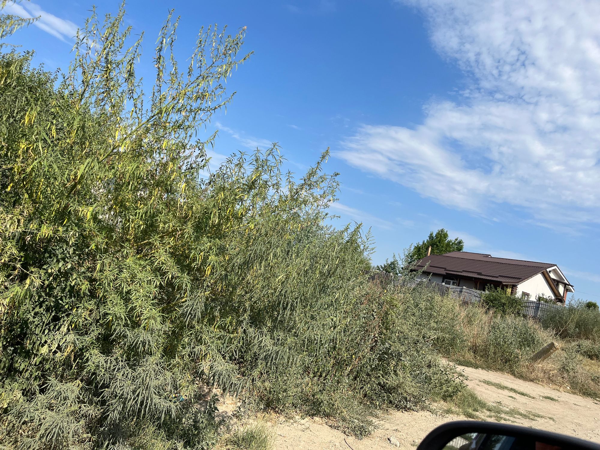 Ambrozie in Craiova, Dolj County - IMG_3807.jpeg