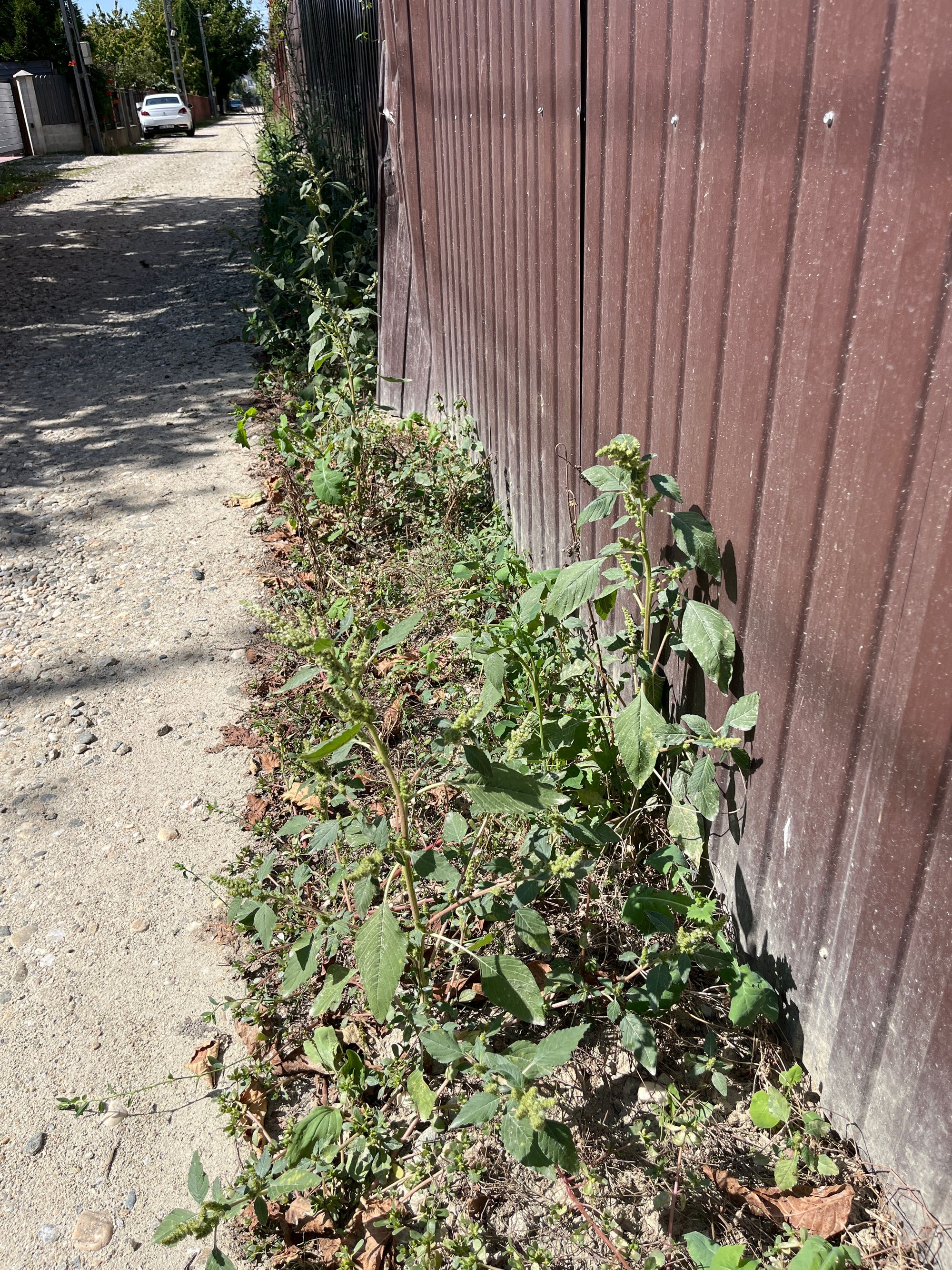 Ambrozie in Aleea Tineretului 155h, Valea Mare-Podgoria, Oraş Ştefăneşti, Județul Argeș - image.jpg