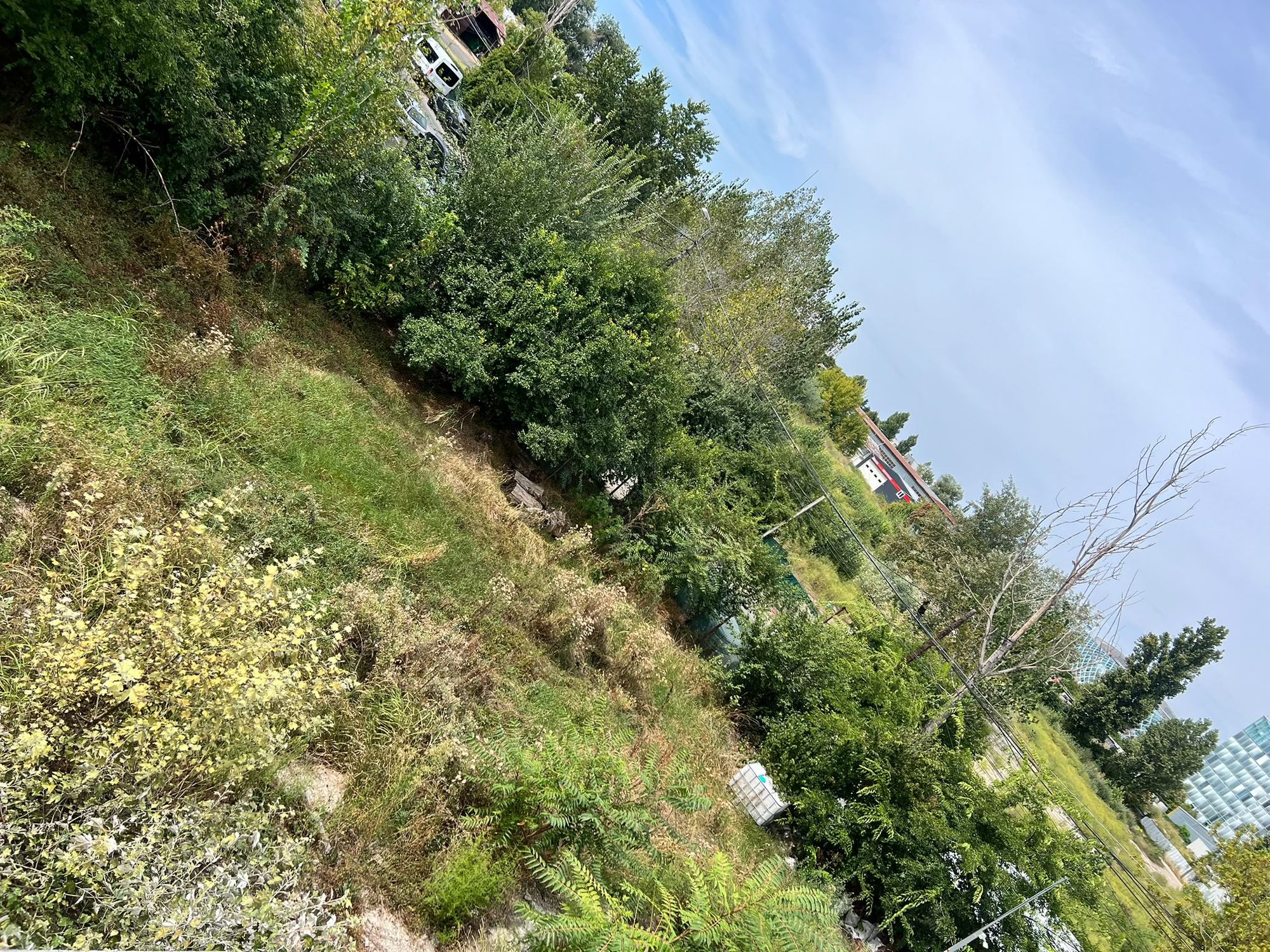 Ambrozie in Intrarea Străulești 11-13, București, Municipiul București