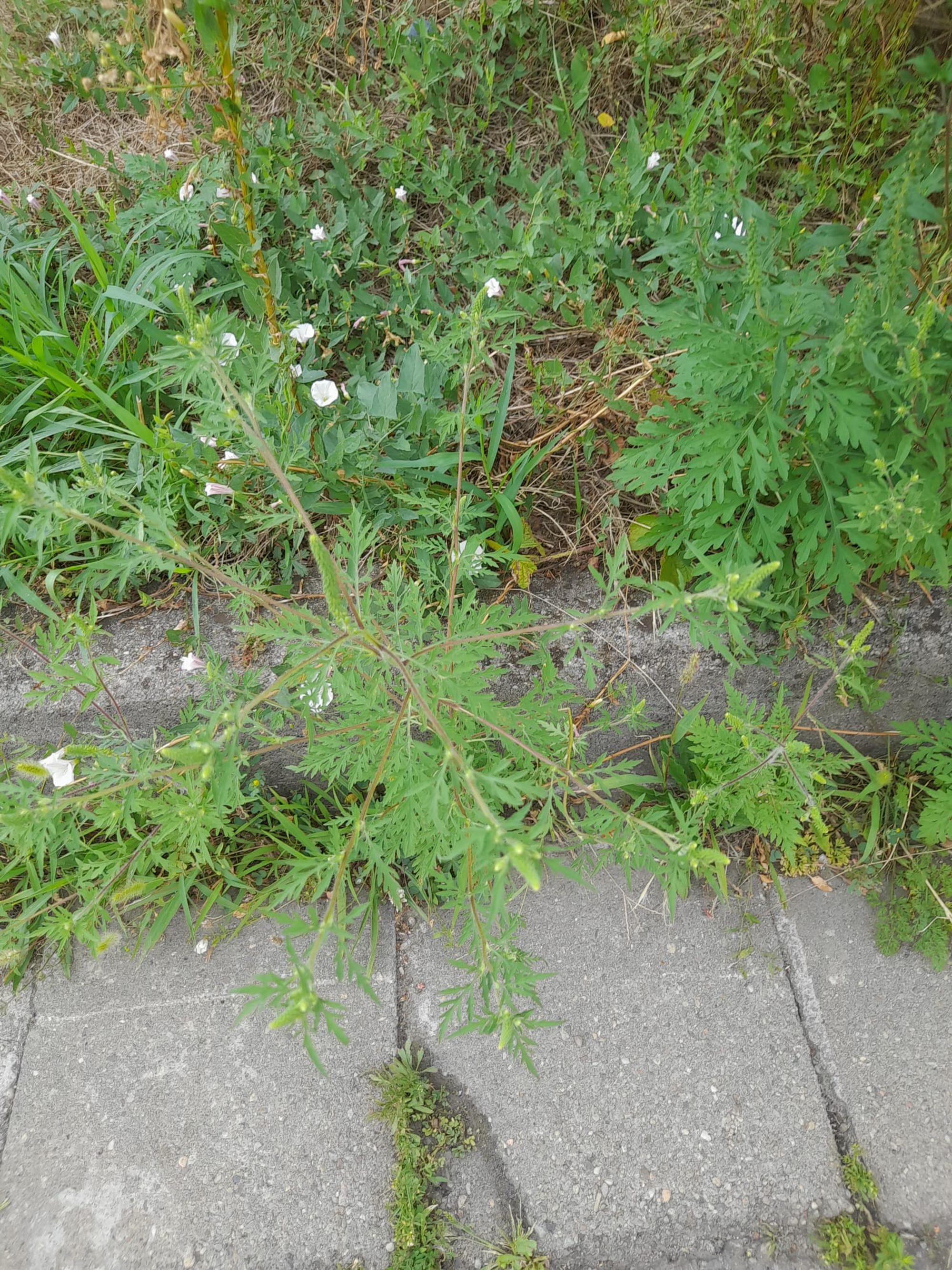 Ambrozie in Strada Mierlei 68, Arad, Municipiu Arad, Județul Arad - WhatsApp Image 2025-08-21 at 16.52.31 (2).jpeg