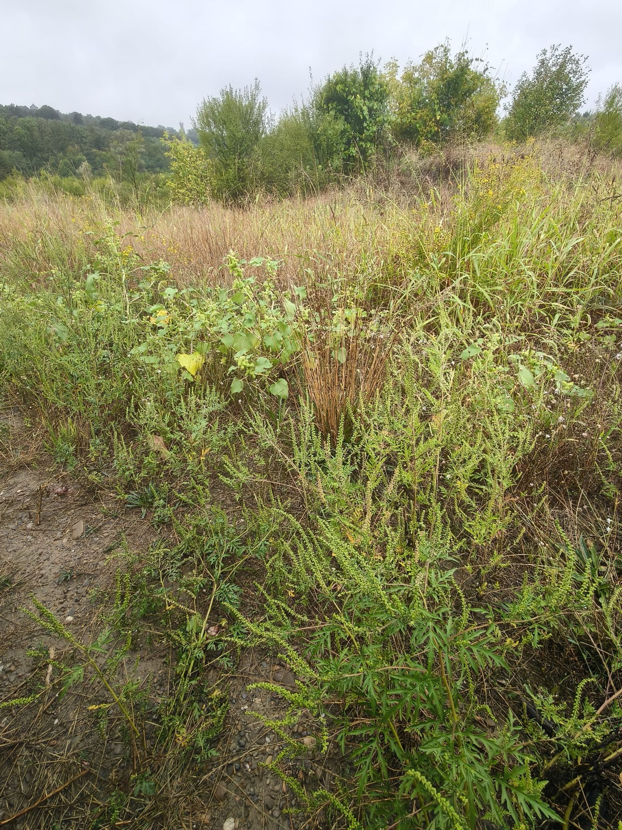 Ambrozie in Iași, Județul Iași - f6307f86-fd09-4fa4-bd3e-9d1acfd0ff54.jpeg