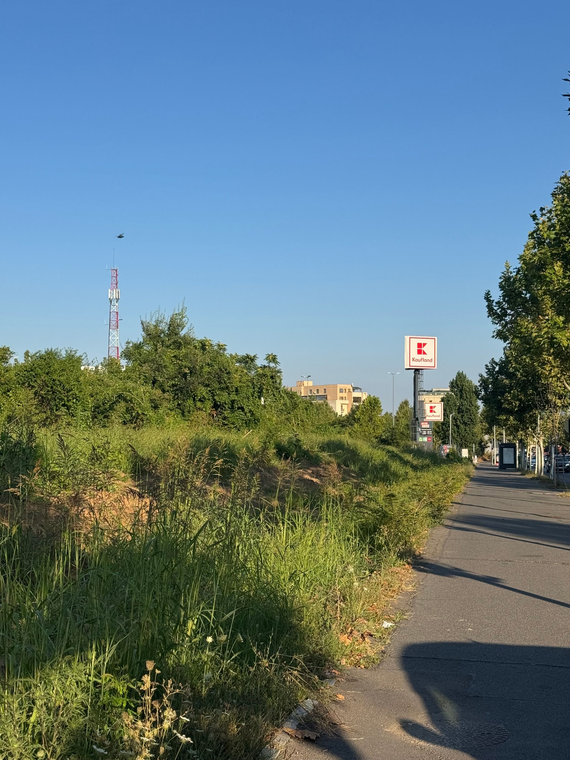 Ambrozie in Șoseaua Gheorghe Ionescu Sisești 7, București, Municipiul București