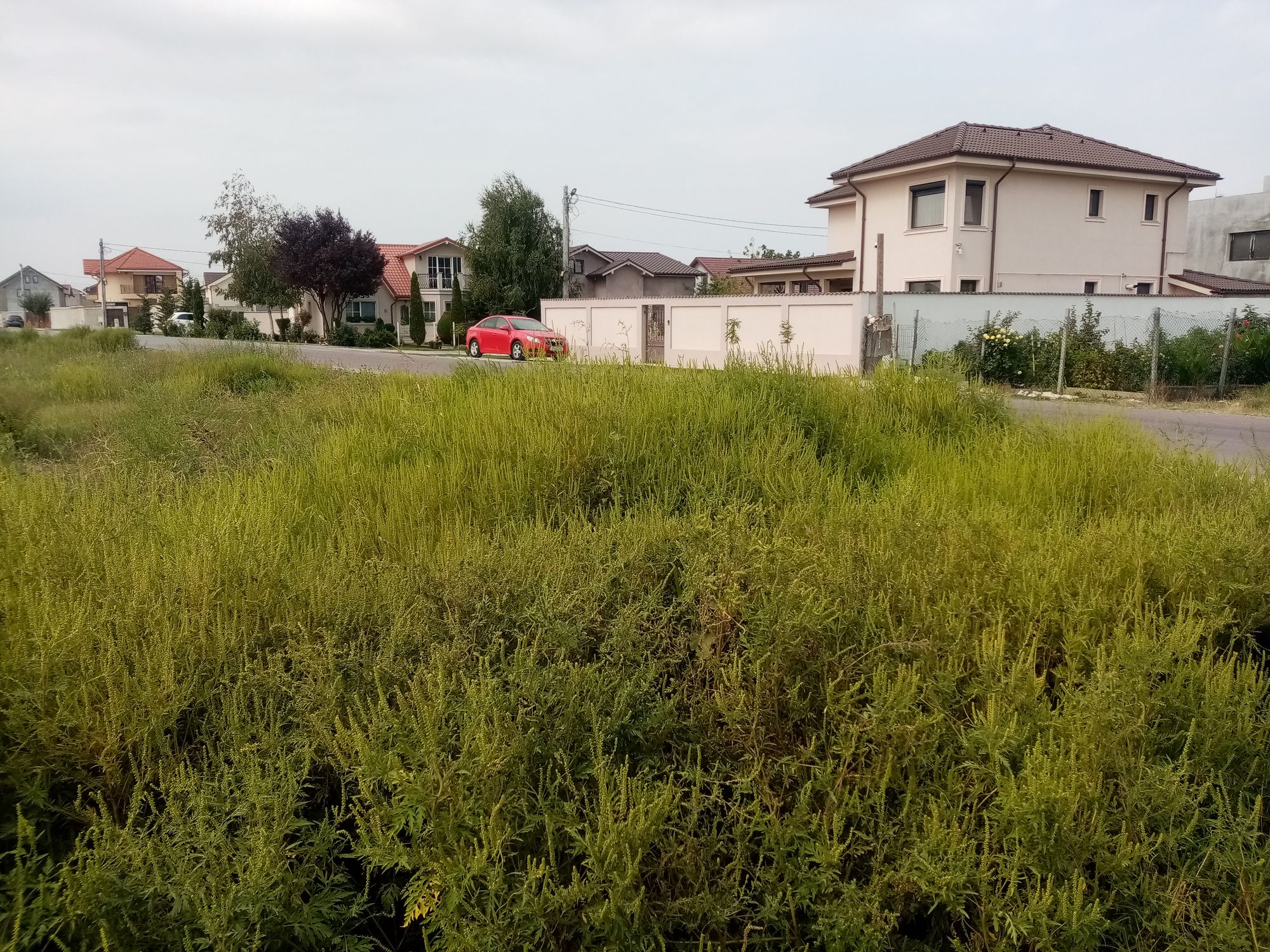 Ambrozie in Strada Castanilor 1, Ovidiu, Oraş Ovidiu, Județul Constanța - IMG_20230831_115028.jpg