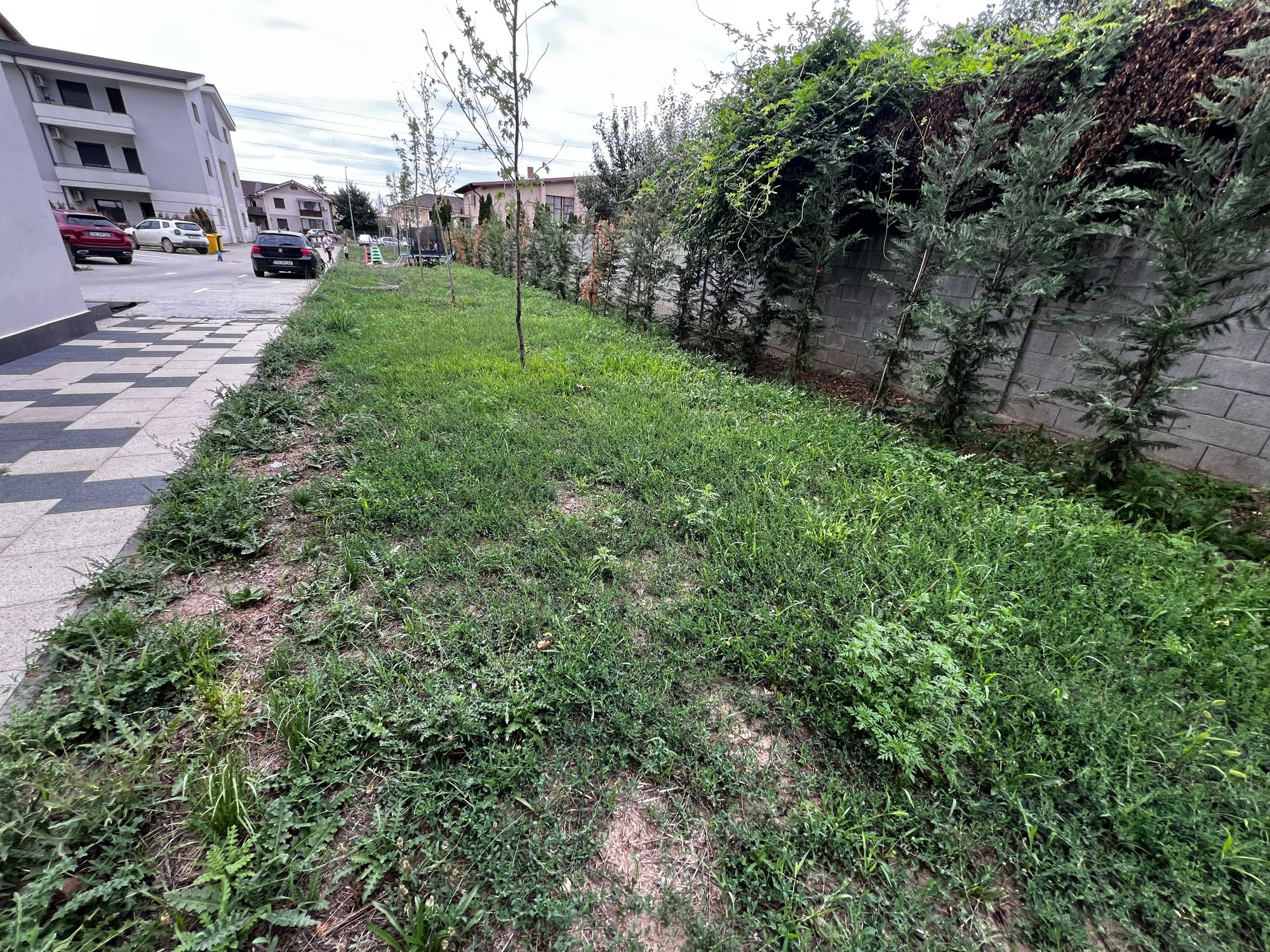 Ambrozie in Strada Nufărul 5, Timișoara, Comuna Ghiroda, Județul Timiș - IMG_0321.jpeg