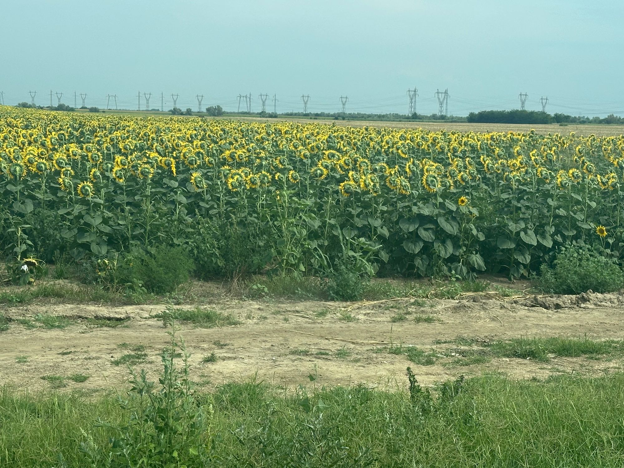 Ambrozie in Brăila, Județul Brăila