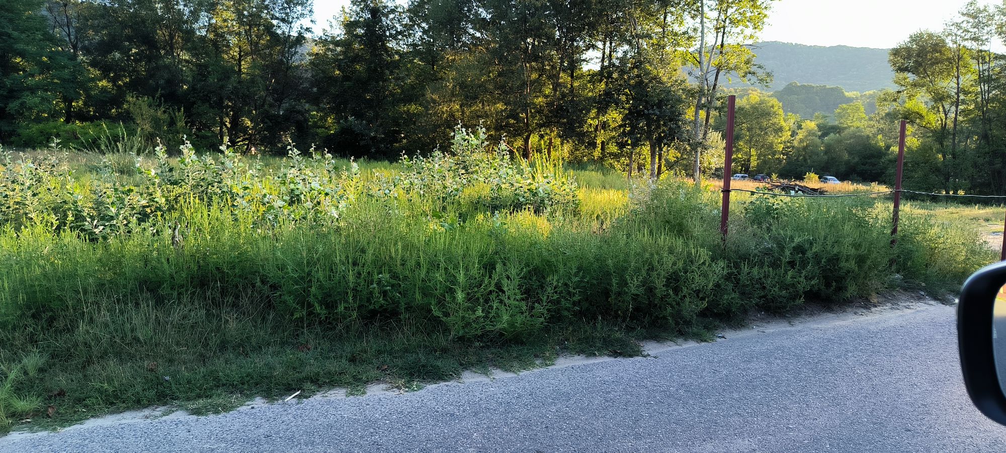 Ambrozie in Strada Buda 5, Buda, Municipiu Râmnicu Vâlcea, Județul Vâlcea - inbound7274665765933732575.jpg
