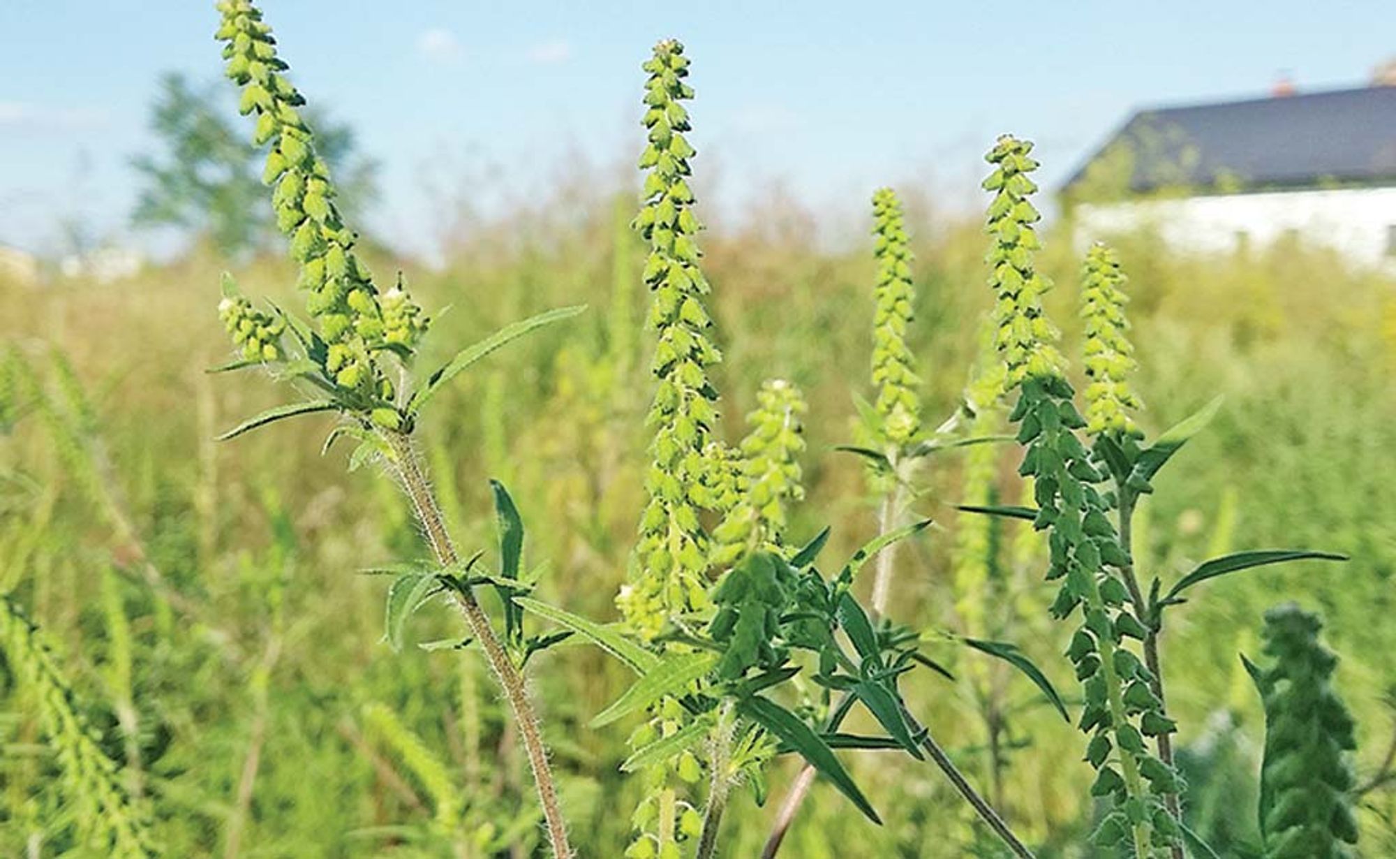 Ambrozie in Strada Topaz 3, Bragadiru, Oraş Bragadiru, Județul Ilfov - inbound898006989373997466.jpg