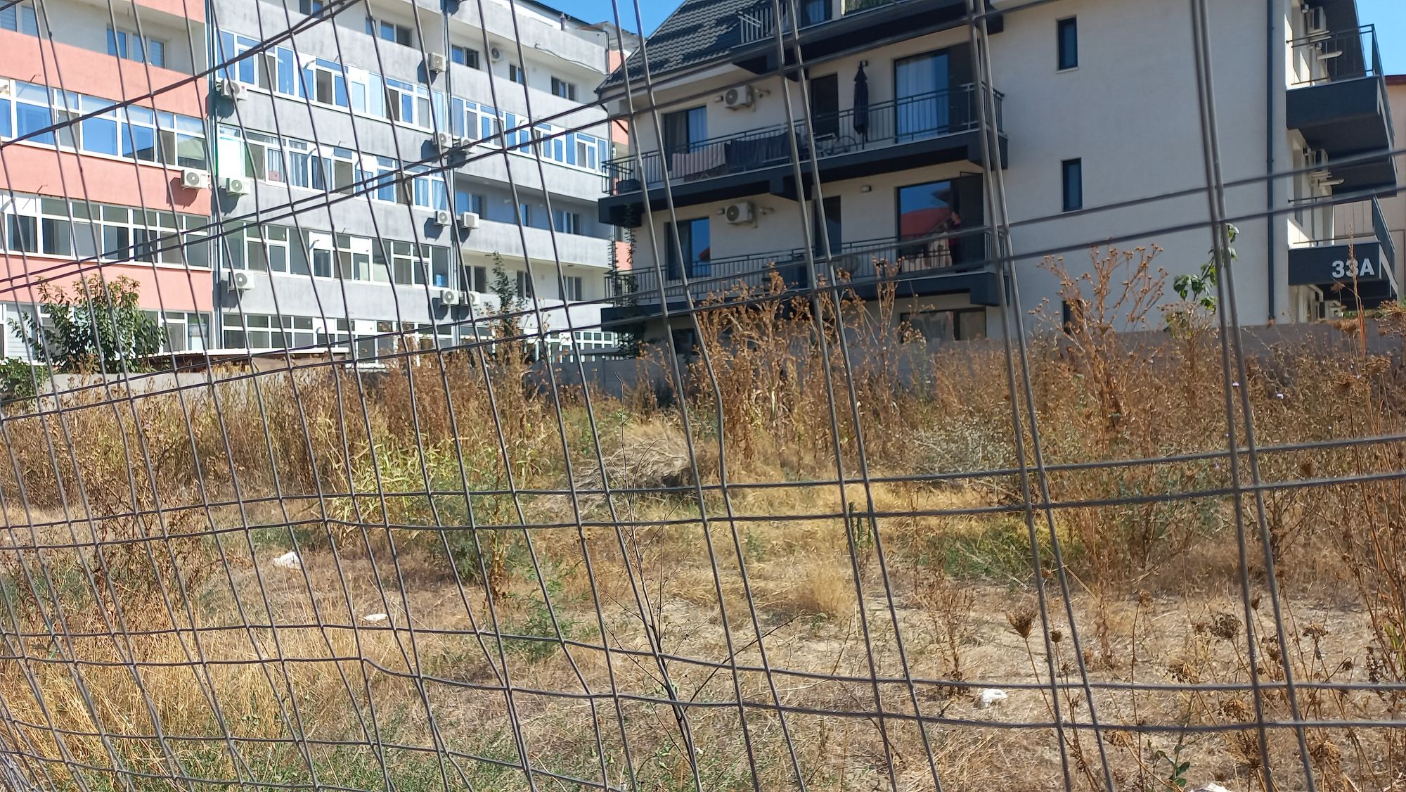 Ambrozie in Strada Biruinței 33A, Popești-Leordeni, Oraş Popeşti Leordeni, Județul Ilfov