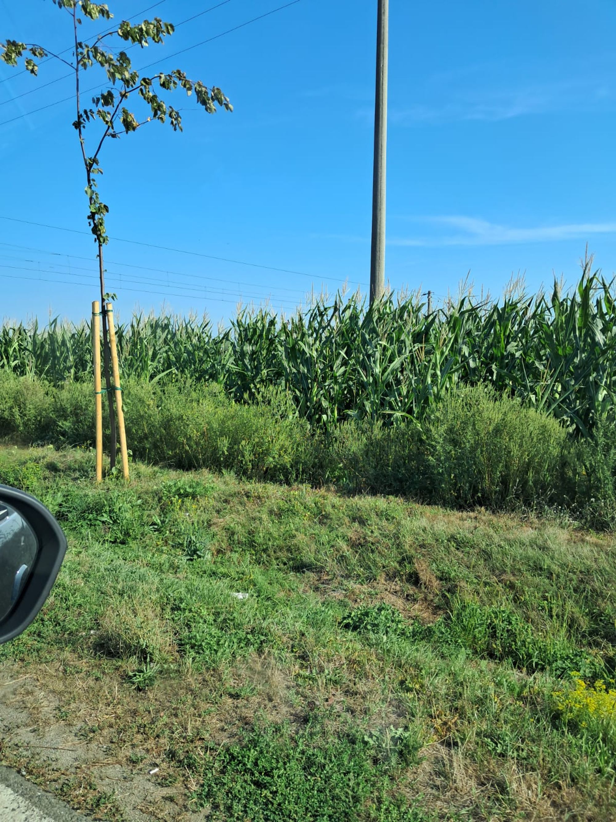 Ambrozie in Strada Ciocarliei 13, Săbăoani, Comuna Săbăoani, Județul Neamț - IMG-20250907-WA0004.jpg
