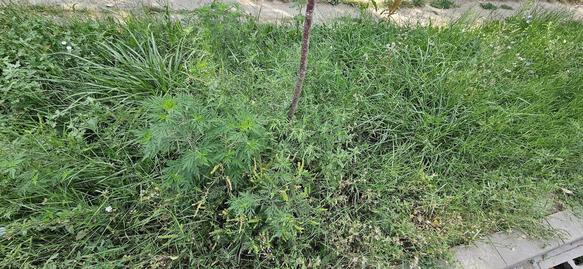 Ambrozie in Calea Chișinăului 32a, Iași, Municipiu Iaşi, Județul Iași - 20230823_121648.jpg