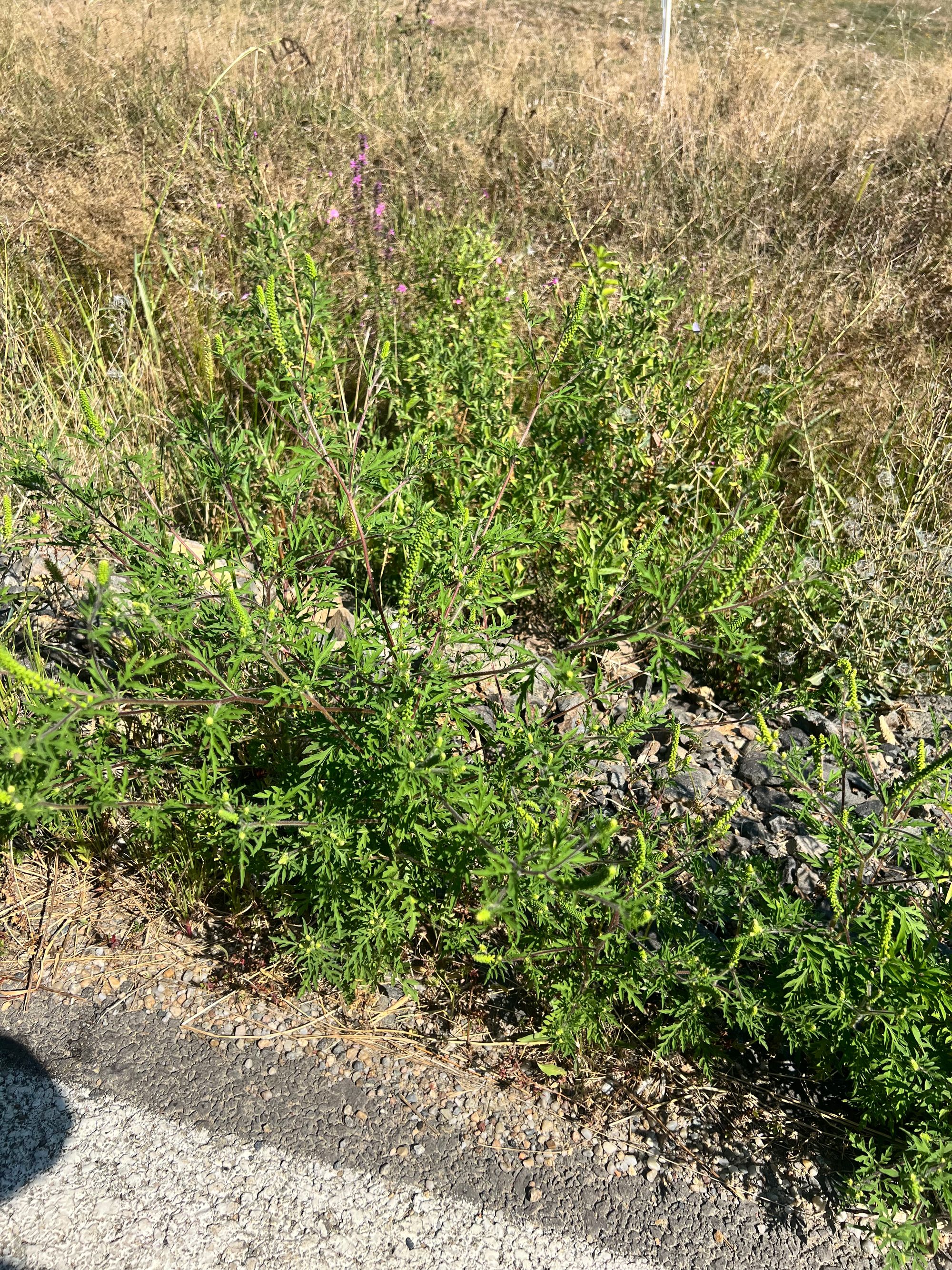 Ambrozie in Strada Aeroportului 24, Recea, Comuna Recea, Județul Maramureș - IMG_6334.jpeg