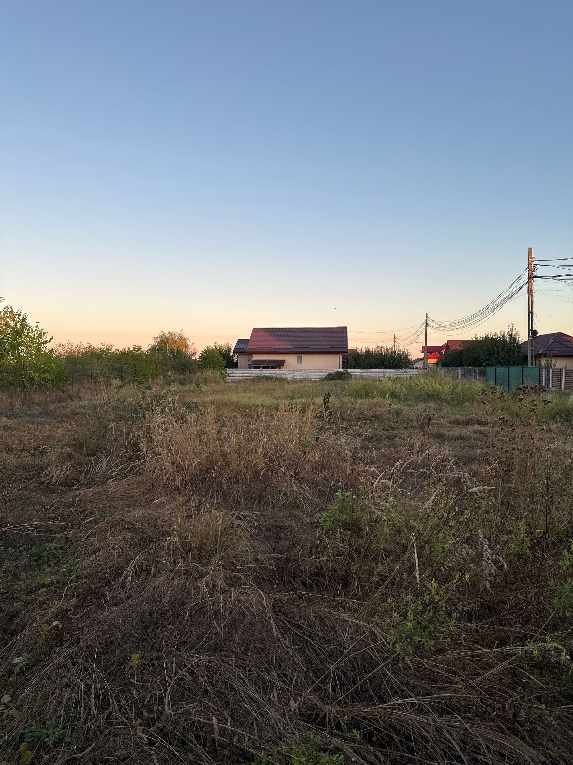 Ambrozie in Domnești, Comuna Domnești, Județul Ilfov - image.jpg