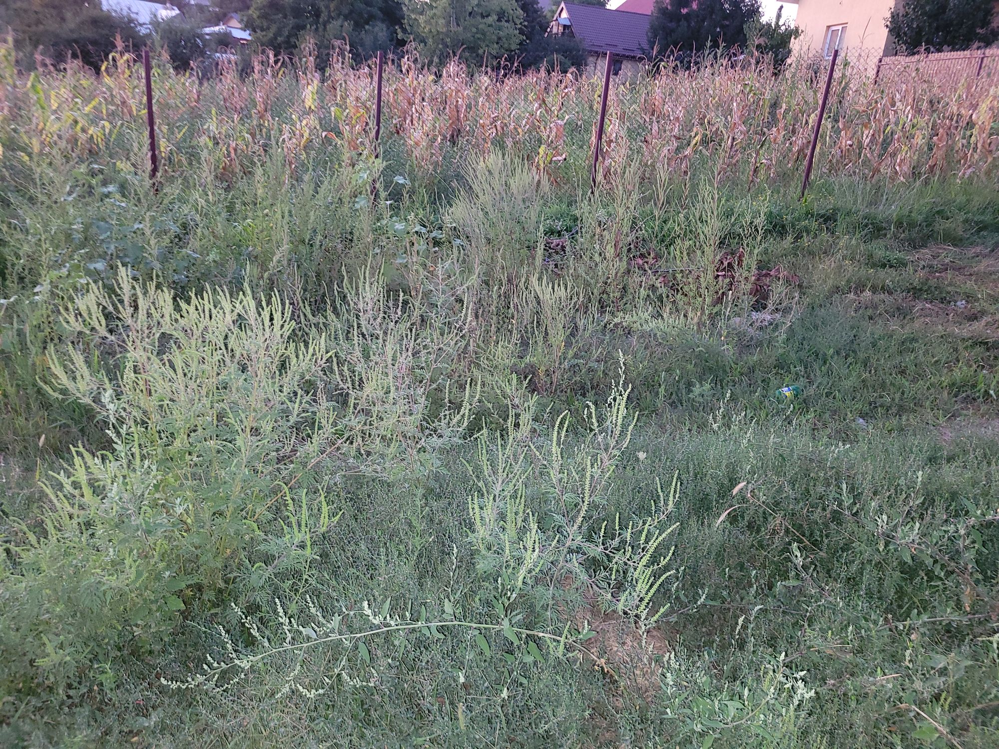 Ambrozie in Strada Veche 158, Valea Adâncă, Comuna Miroslava, Județul Iași - 1000014605.jpg