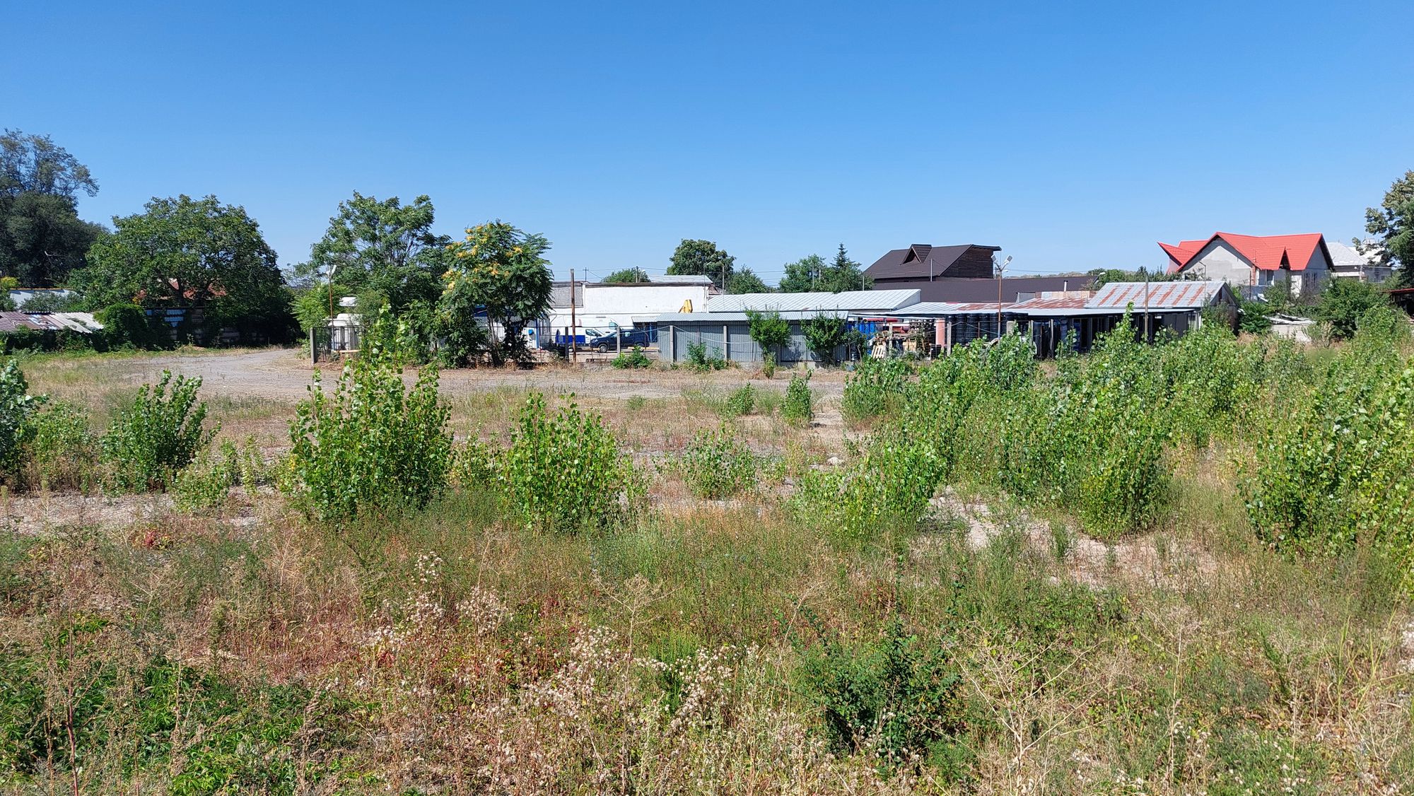 Ambrozie in Strada Depoului 18, Ploiești, Municipiu Ploieşti, Județul Prahova - 20250829_132901.jpg