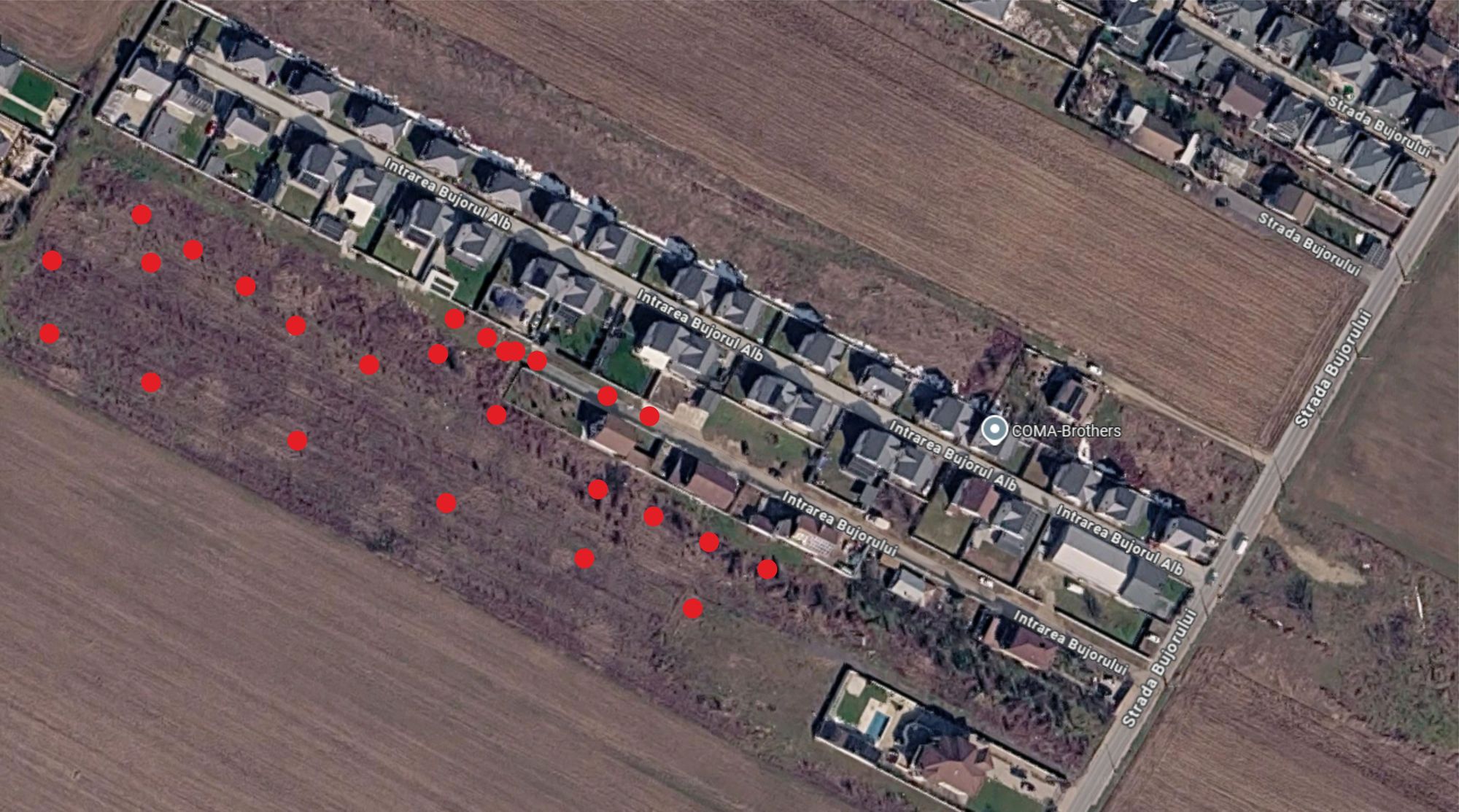 Ambrozie in Intrarea Bujorul Alb 8, Dragomirești-Deal, Comuna Dragomirești-Vale, Județul Ilfov