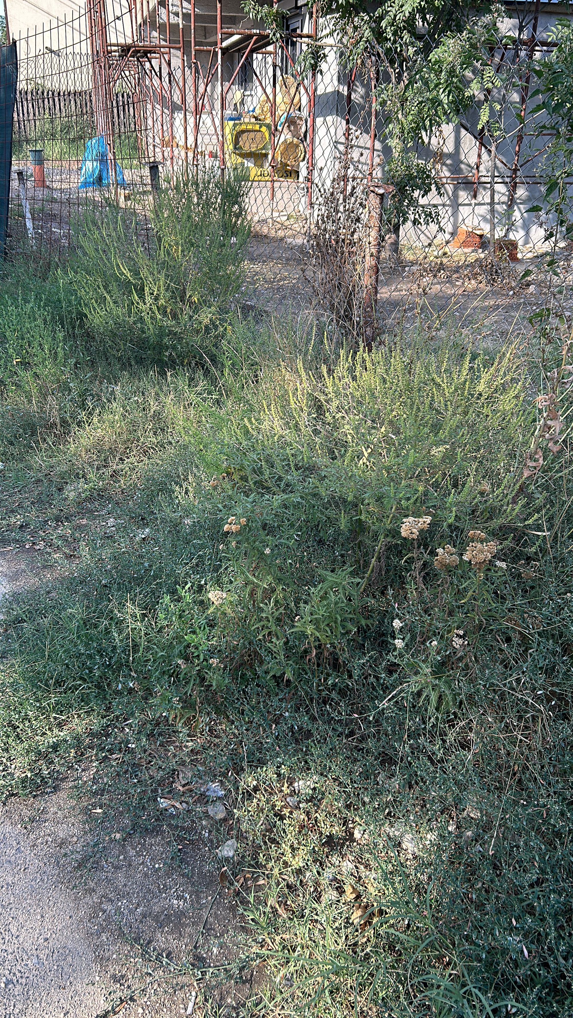 Ambrozie in Drumul Mănăstirea Văratec 1, București, Municipiul București - 6A8FCA73-03D8-429C-B162-48F6358E1A4B.jpeg