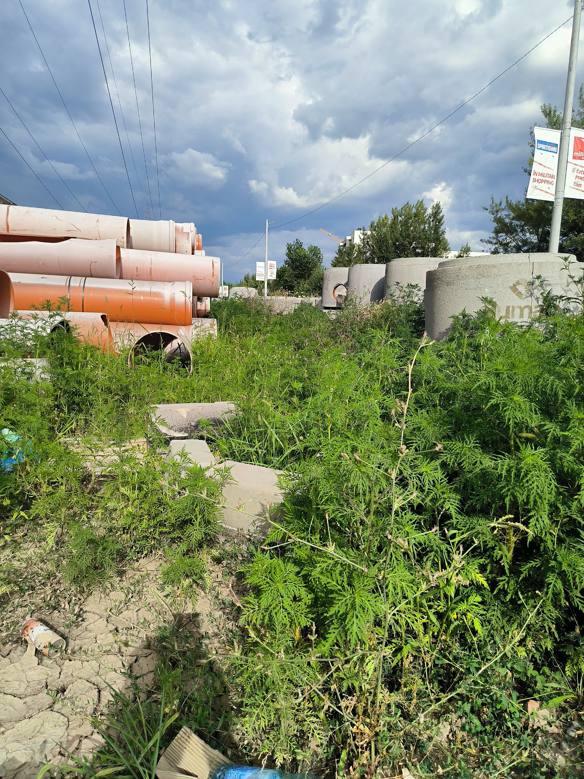 Ambrozie in Strada Sergent Ilie Petre 100A, Chiajna, Comuna Chiajna, Județul Ilfov - IMG_20230720_175240.jpg