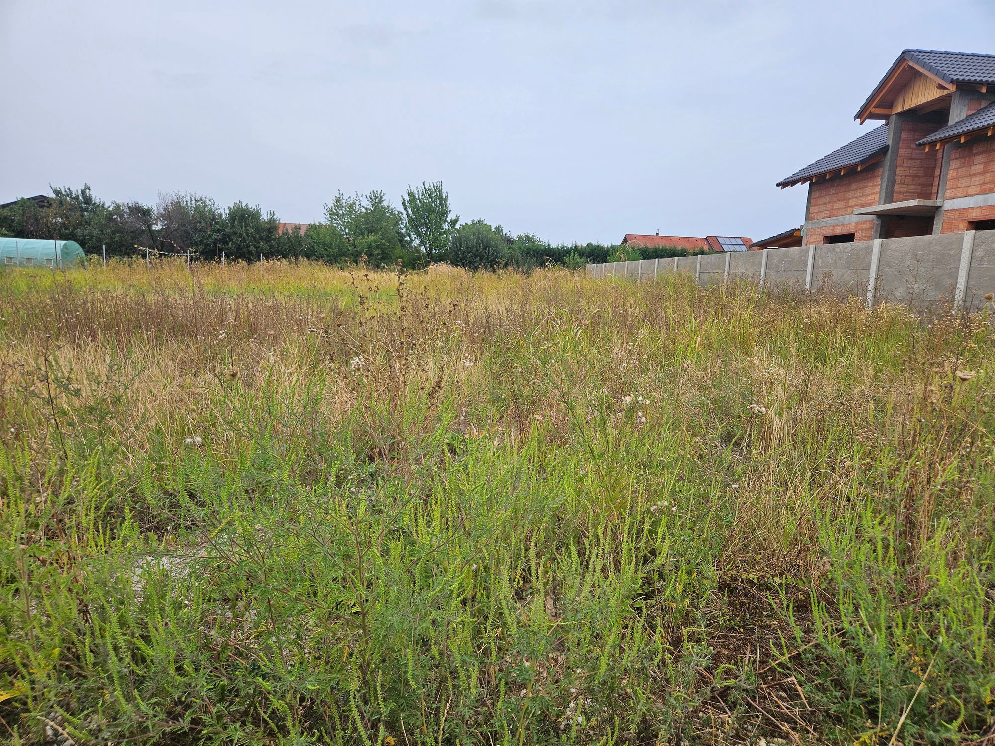 Ambrozie in Strada Panselelor 19, Lugoj, Municipiu Lugoj, Județul Timiș