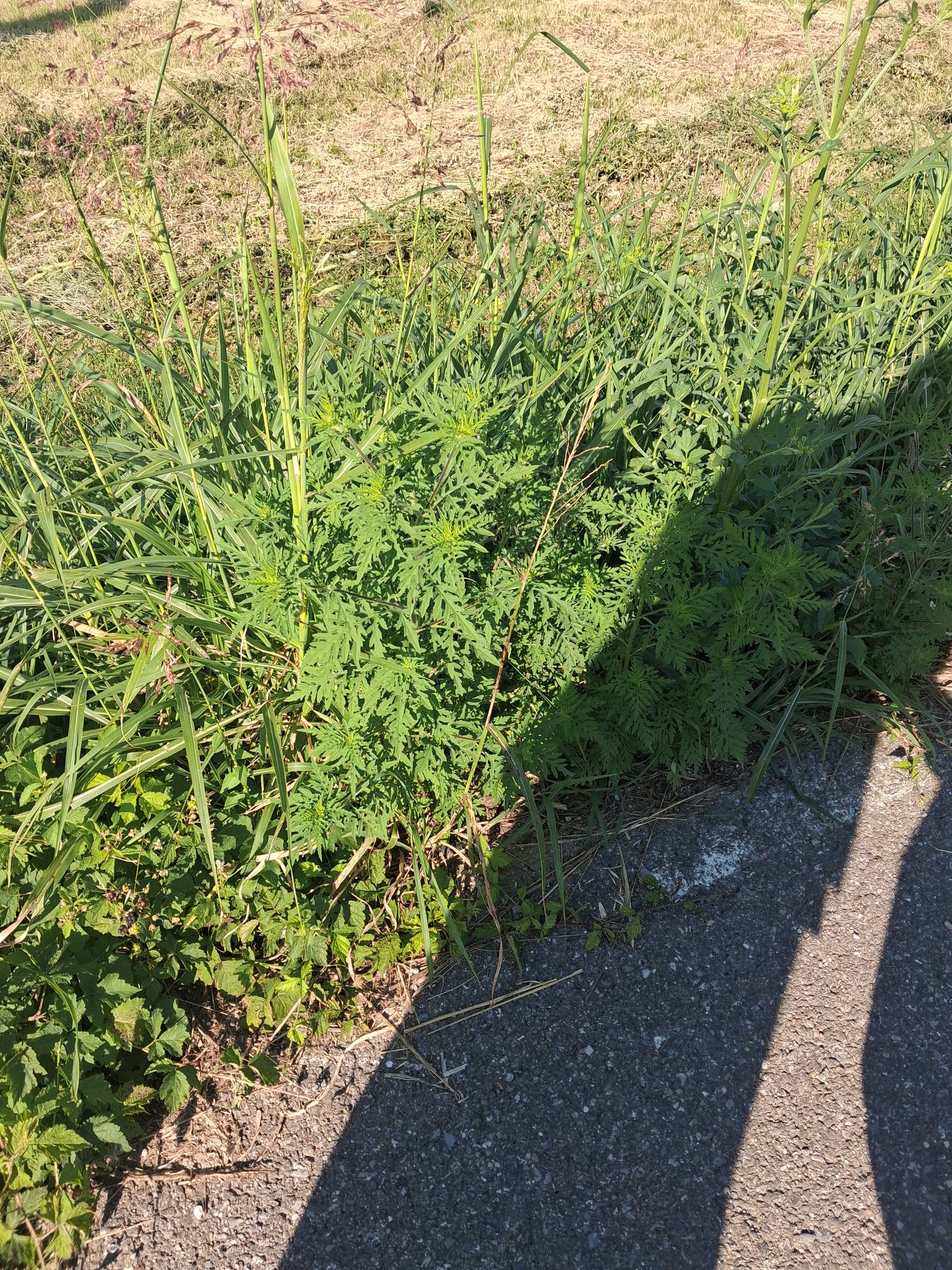 Ambrozie in Strada Gloriei 22, Târgșoru Vechi, Comuna Târgșoru Vechi, Județul Prahova