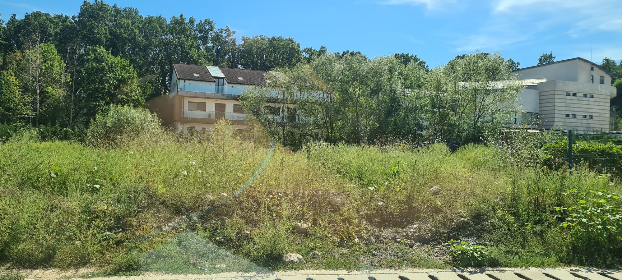 Ambrozie in DC163A 54, Pitești, Comuna Moșoaia, Județul Argeș - 20250826_150221.jpg