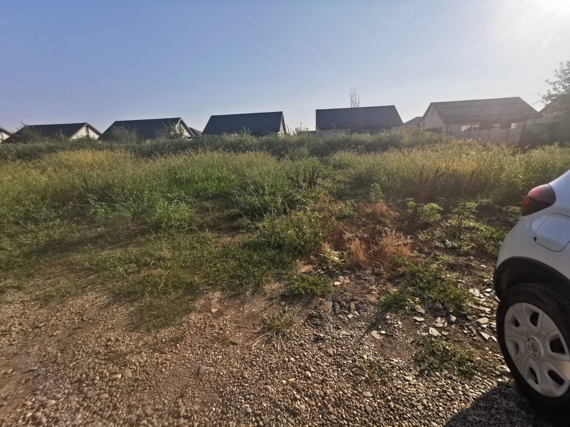Ambrozie in Strada Dunării 83, Bragadiru, Oraș Bragadiru, Județul Ilfov - cda48714-9834-4c43-8416-ec5e85e41842.jpeg