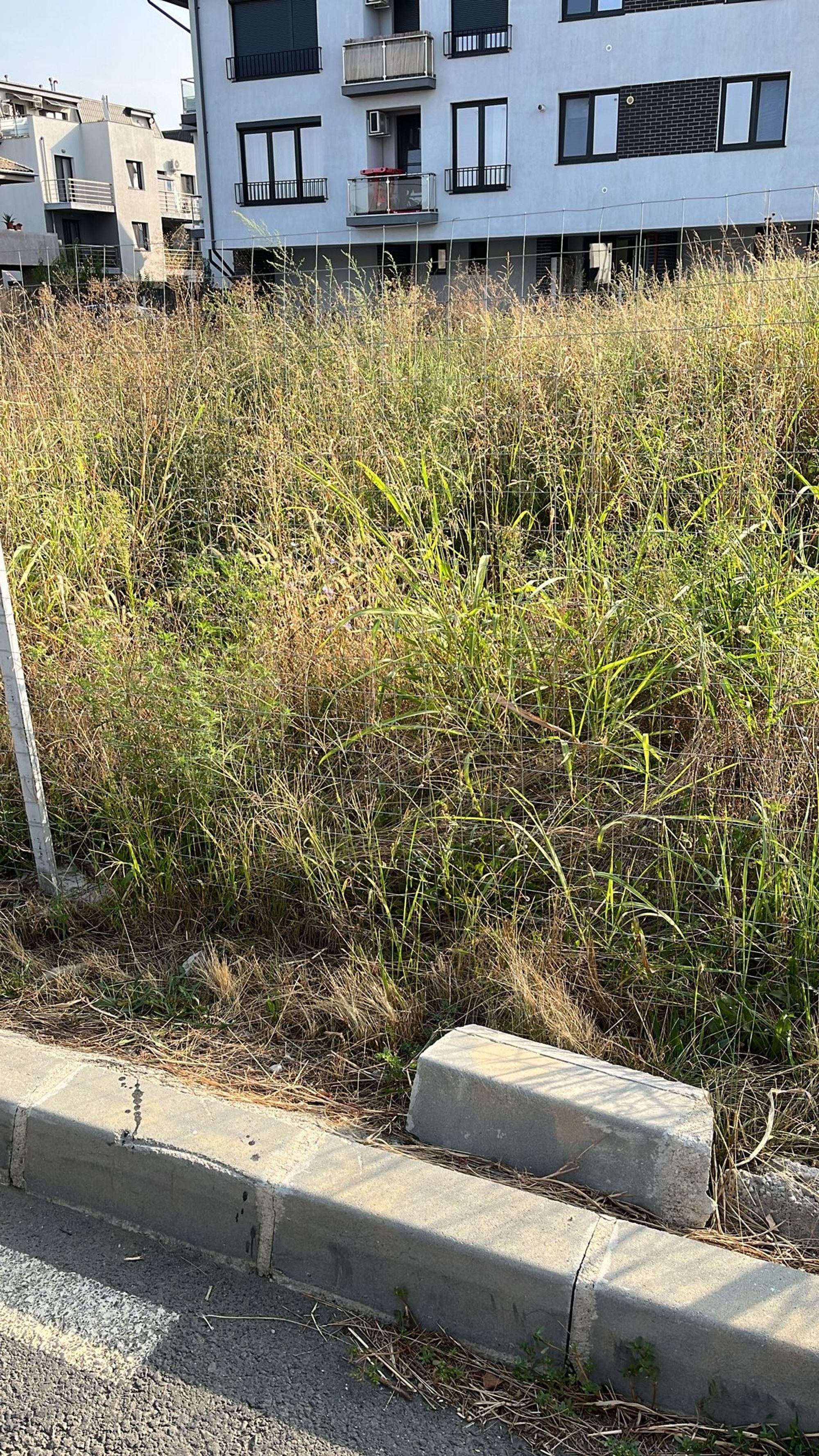 Ambrozie in Strada Nichita Stănescu 10, Otopeni, Oraş Otopeni, Județul Ilfov - e777f949-42ff-401d-928c-6b4fae252d32.jpeg