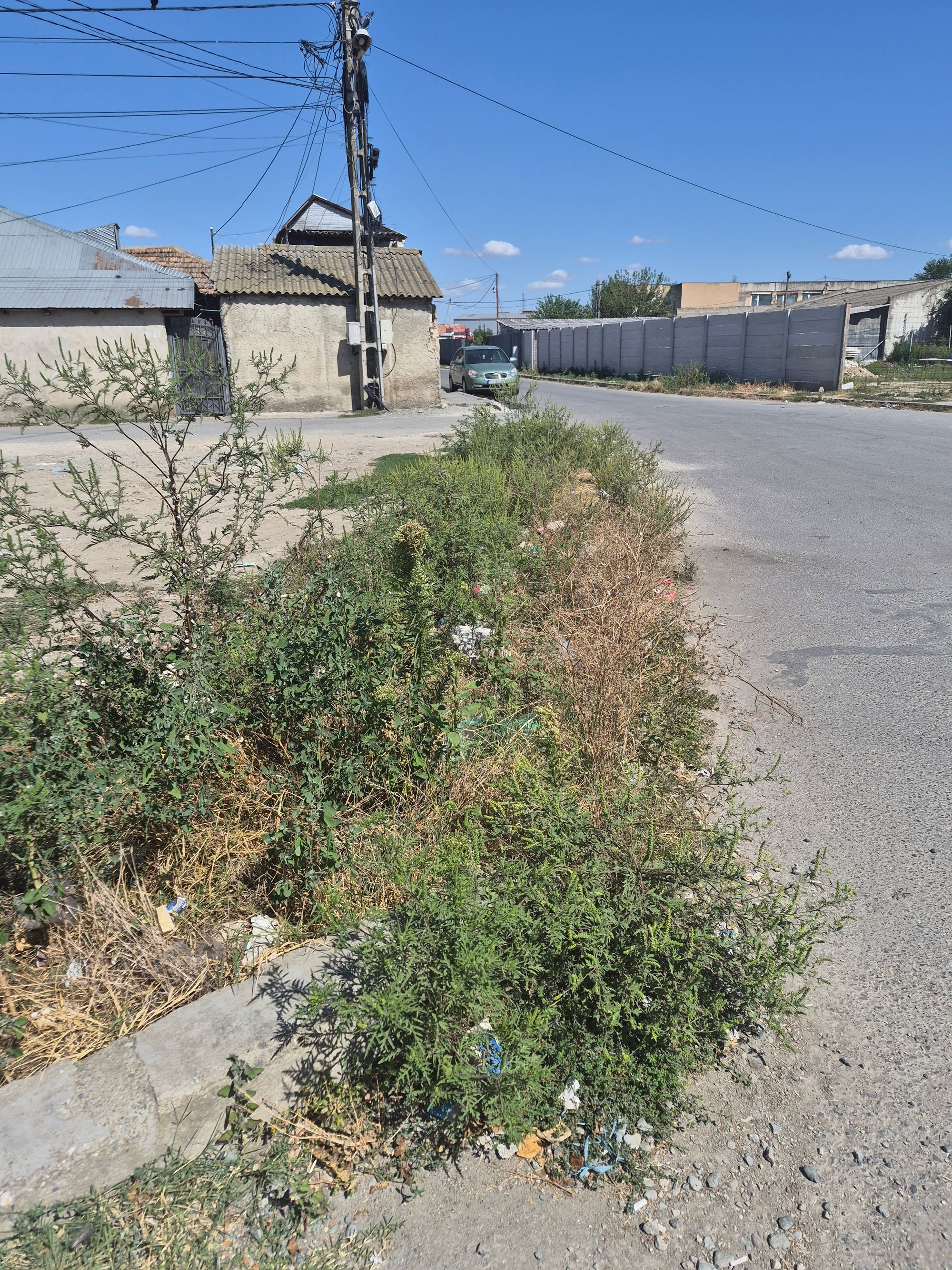 Ambrozie in Strada Lebedei 63, Medgidia, Municipiu Medgidia, Județul Constanța