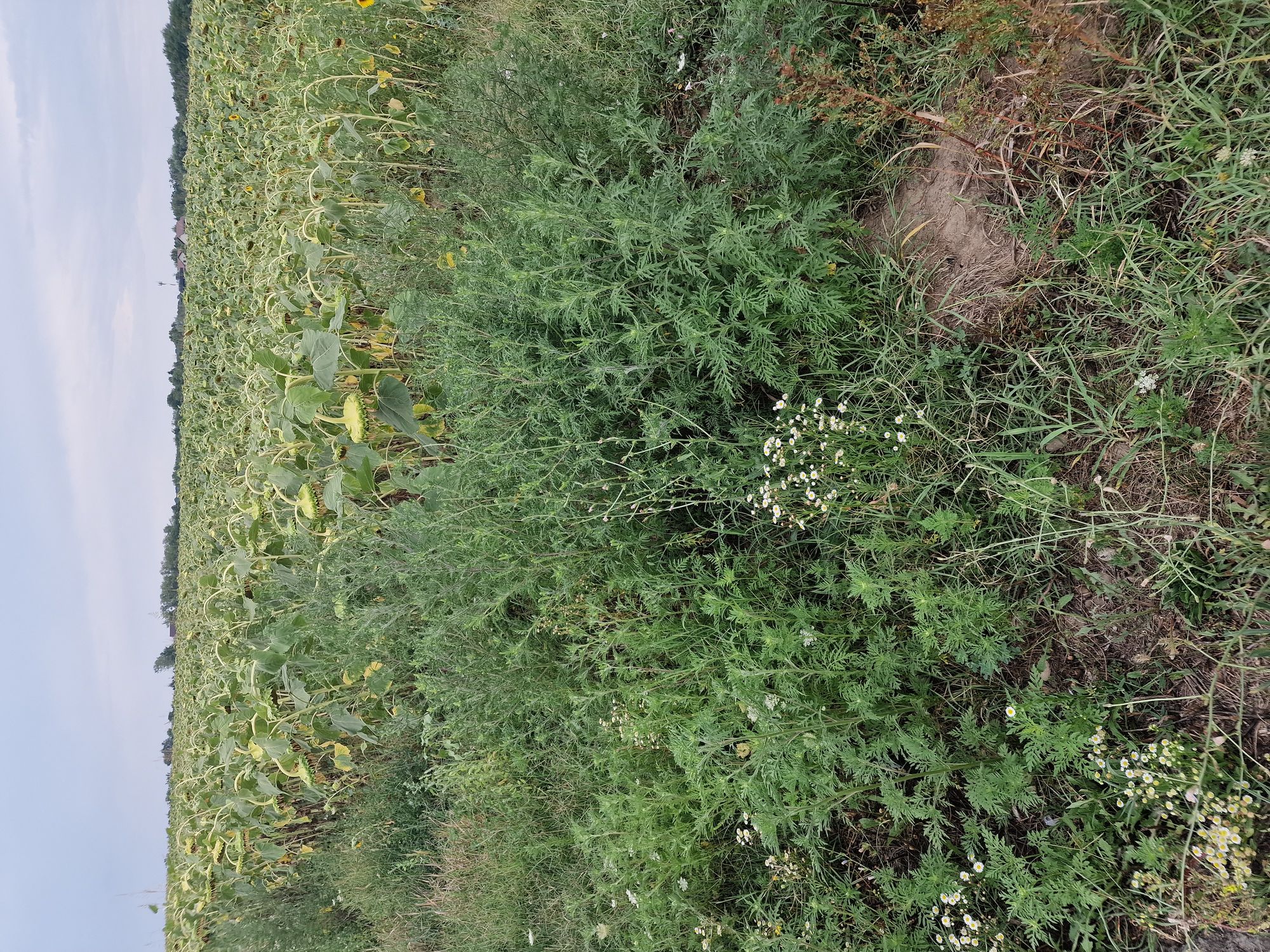 Ambrozie in Ostratu, Corbeanca, Ilfov County - 1691322097078587781170987203245.jpg