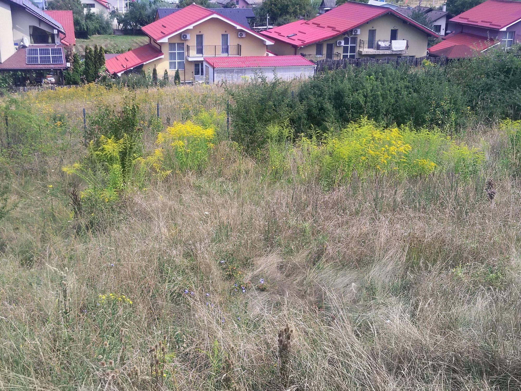 Ambrozie in Strada Margaretelor 9, Corunca, Comuna Corunca, Județul Mureș - 1000126625.jpg