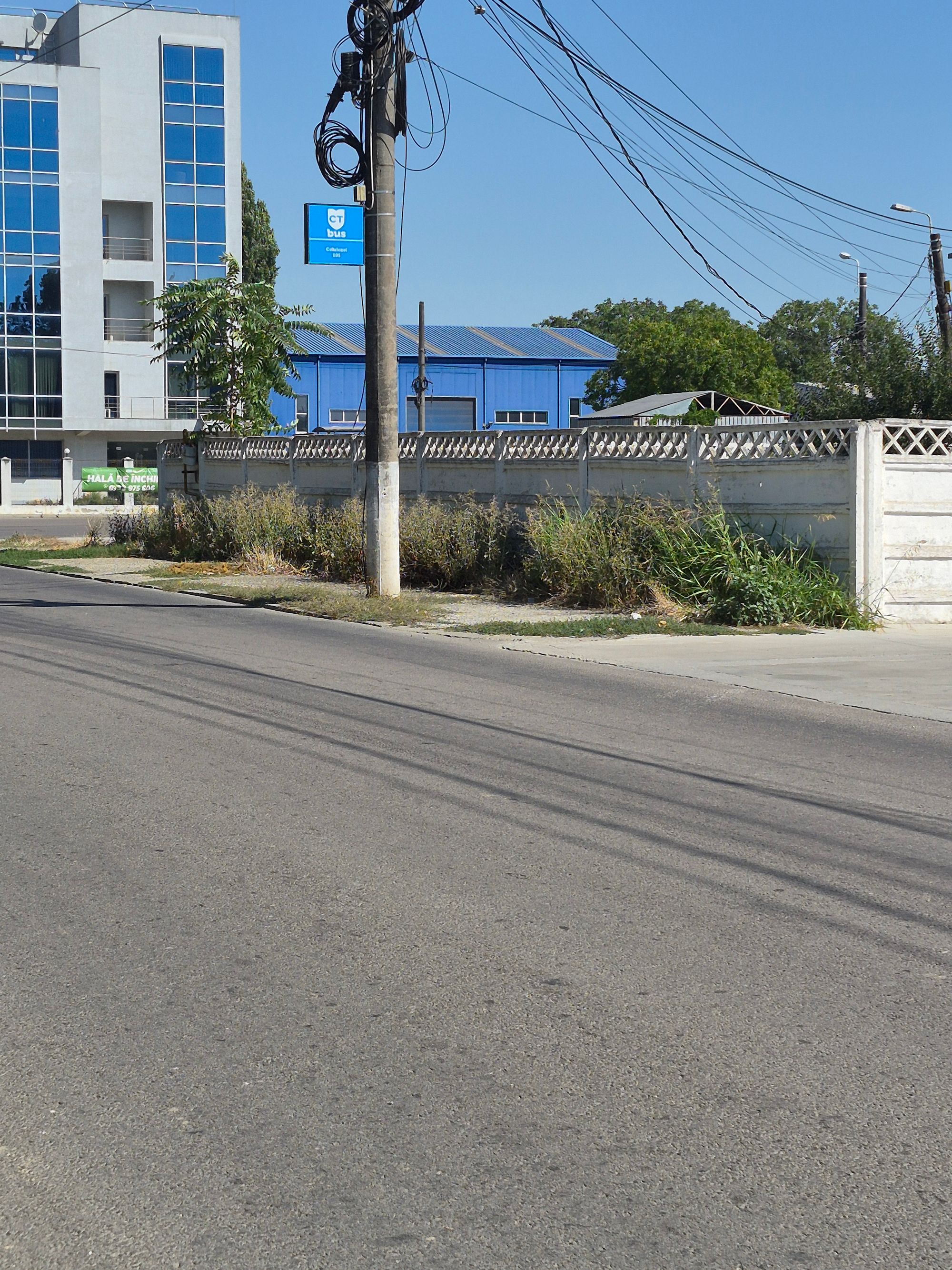 Ambrozie in Strada Celulozei 3 Bis, Constanța, Municipiu Constanța, Județul Constanța - 37398.jpg