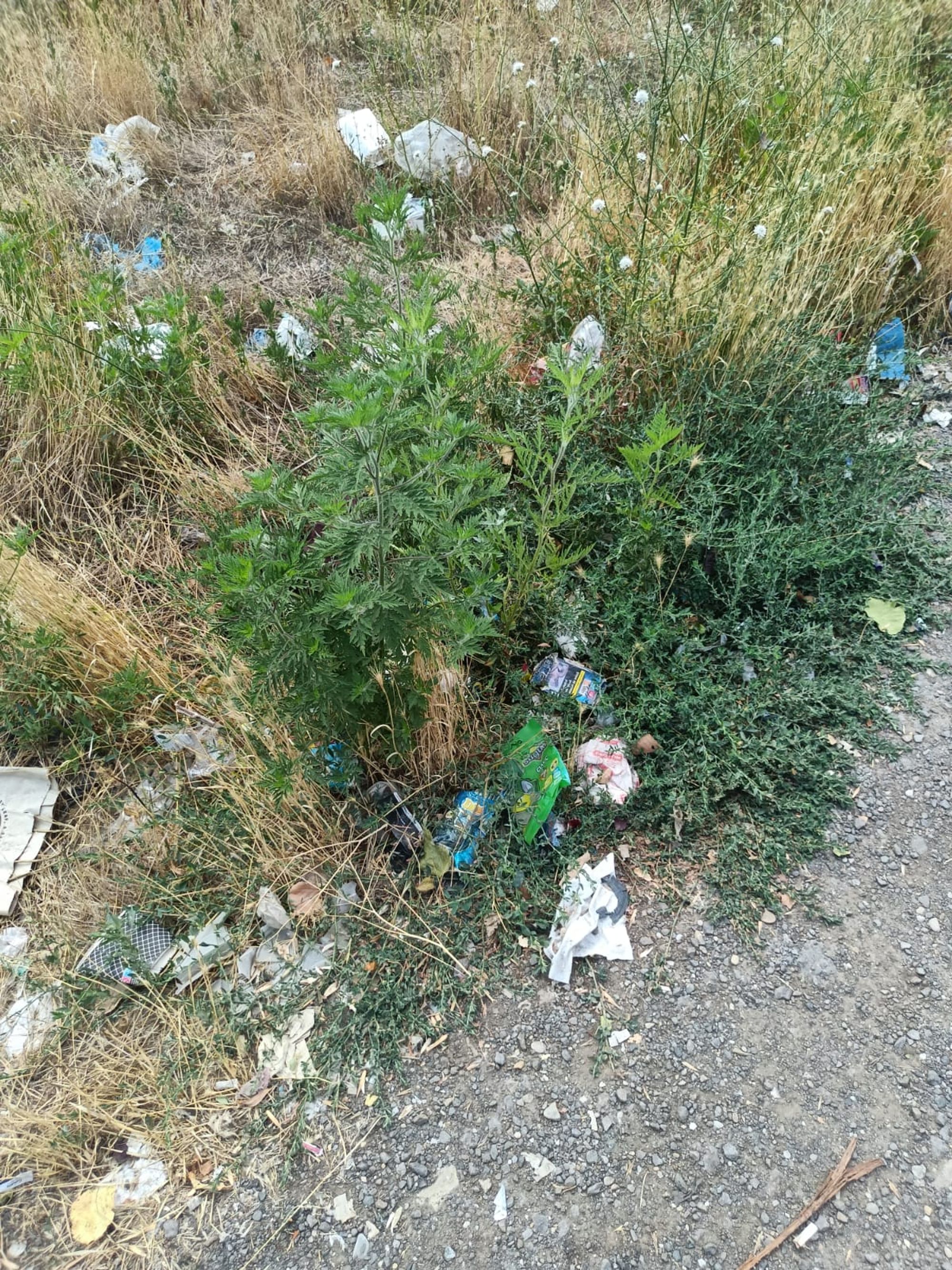 Ambrozie in Şoseaua Giurgiului, București, Municipiul București - WhatsApp Image 2025-07-28 at 15.11.18.jpeg