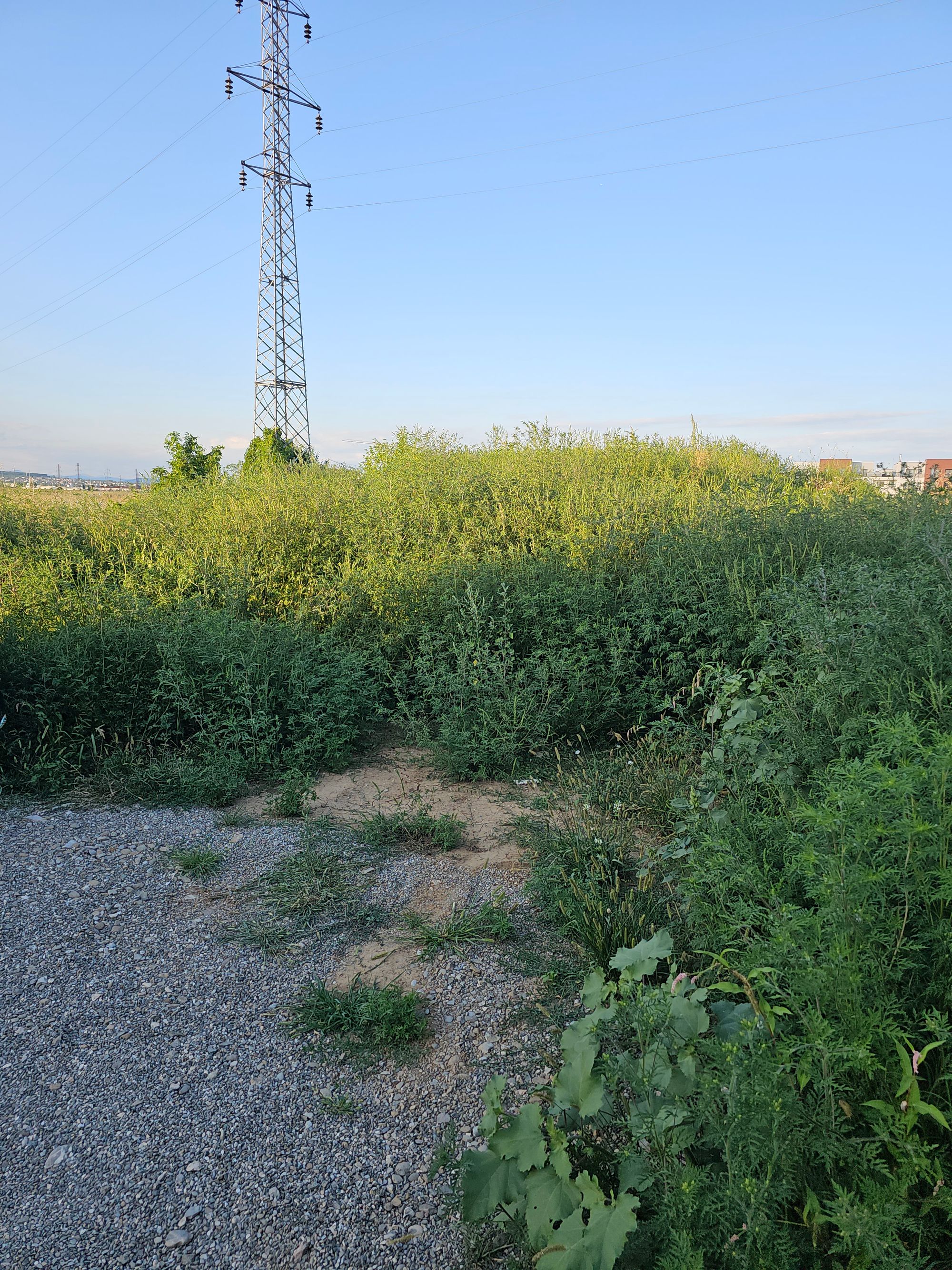 Ambrozie in Blejoi, Comuna Blejoi, Județul Prahova - 1000255162.jpg