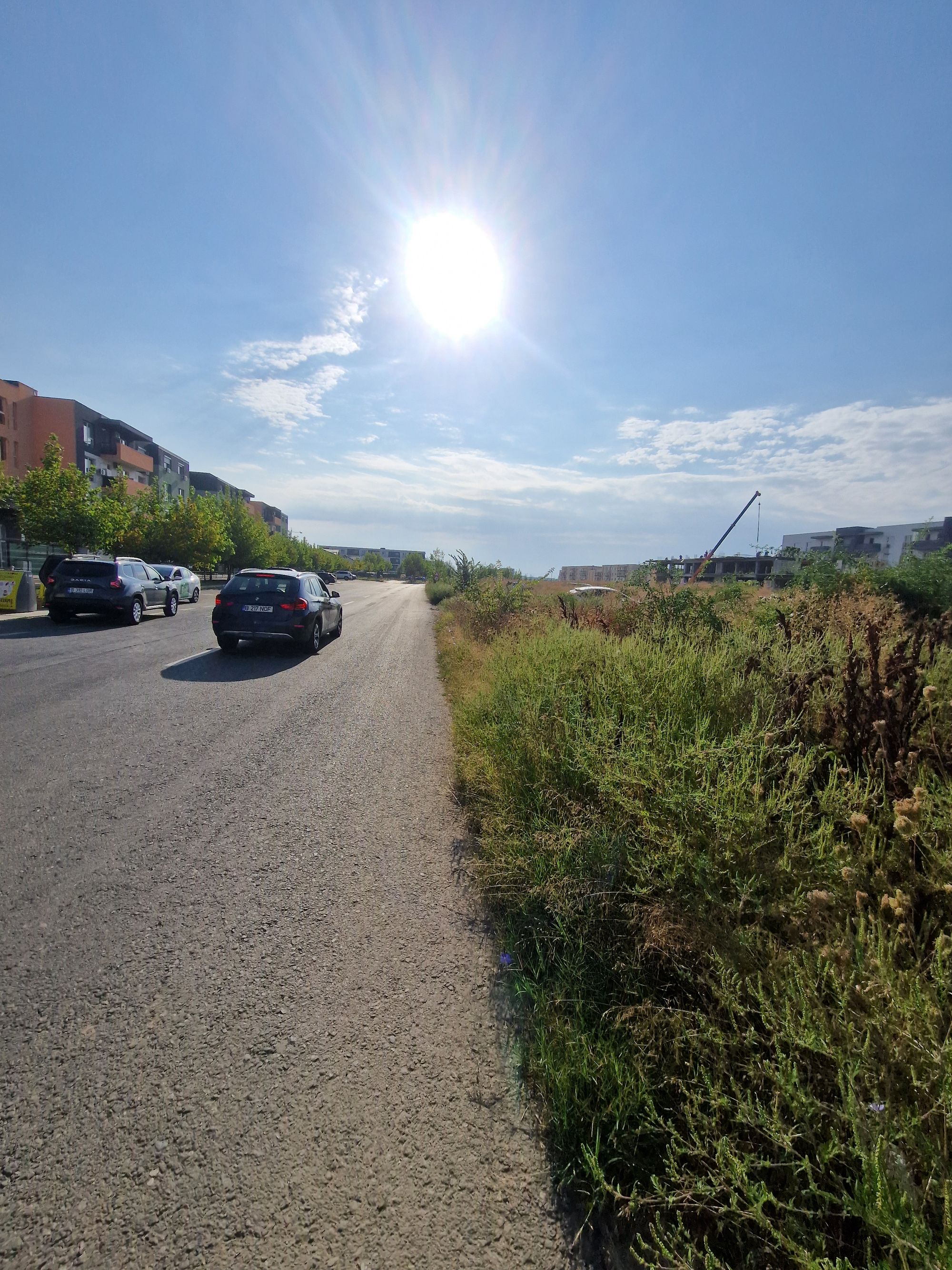 Ambrozie marcată de Daniel în Drumul Gura Caliței 145, București, Municipiul București