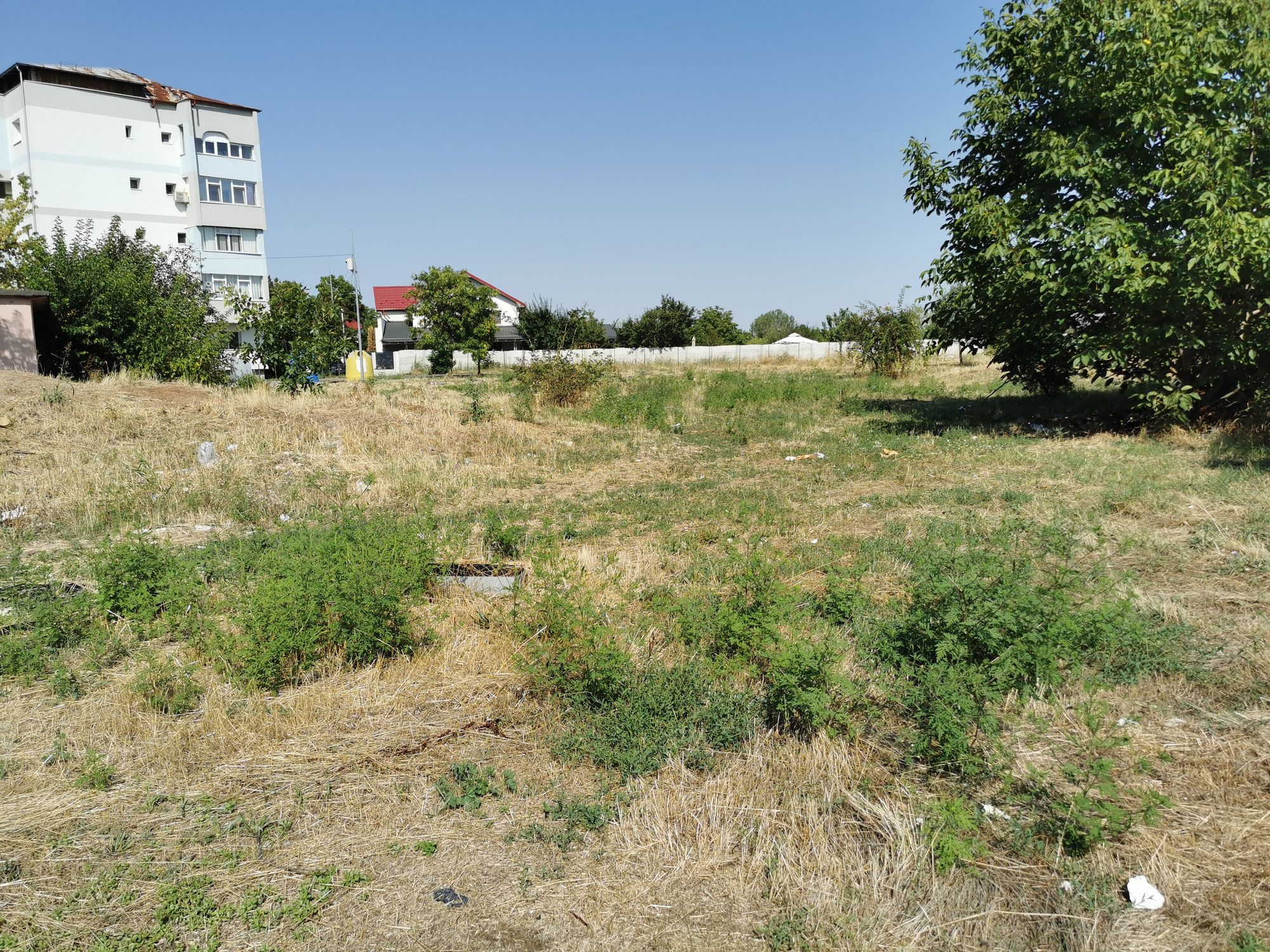 Ambrozie in Slatina, Municipiu Slatina, Județul Olt - IMG_20250821_155124.jpg