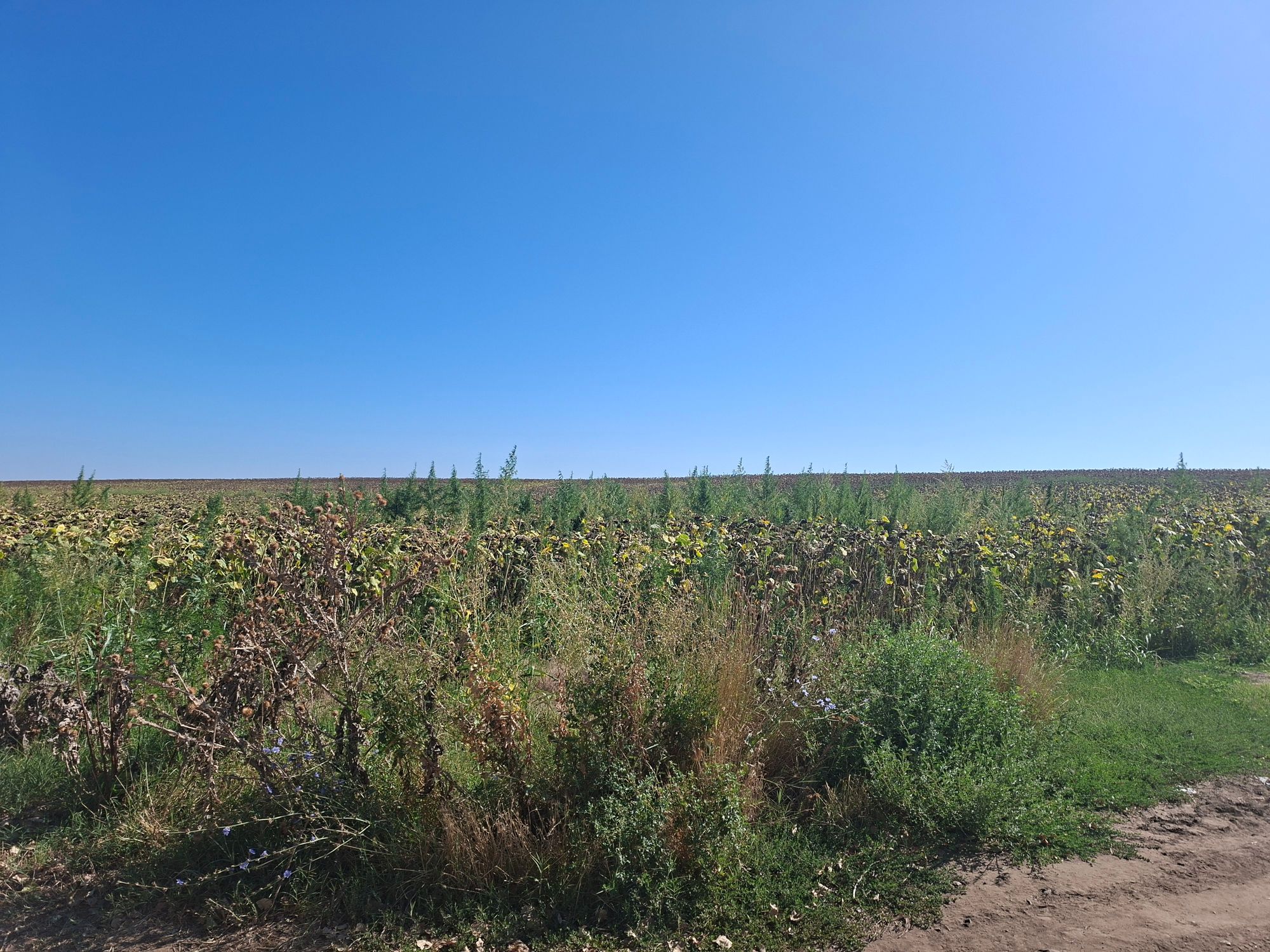 Ambrozie in Chioibășești, Comuna Ciocile, Județul Brăila - 17554130741196222114796421294604.jpg