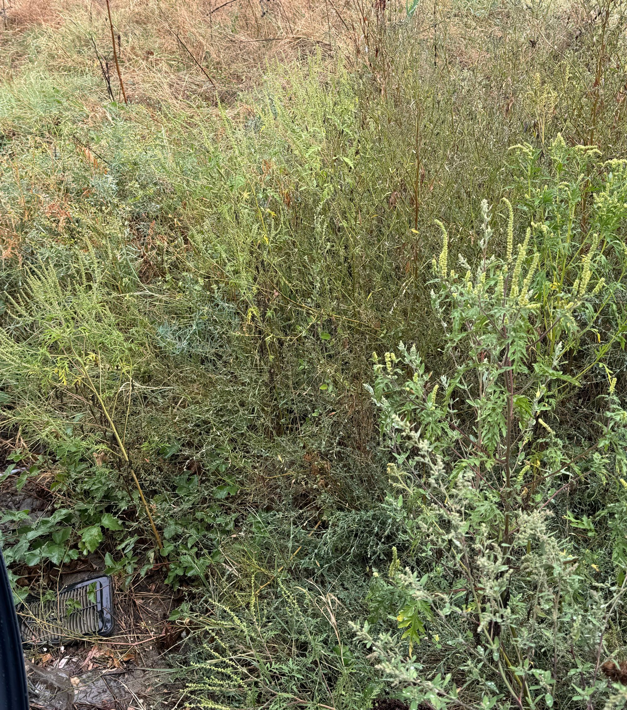 Ambrozie in Strada Lemnarilor 144, București, Municipiul București - IMG_4835.jpeg