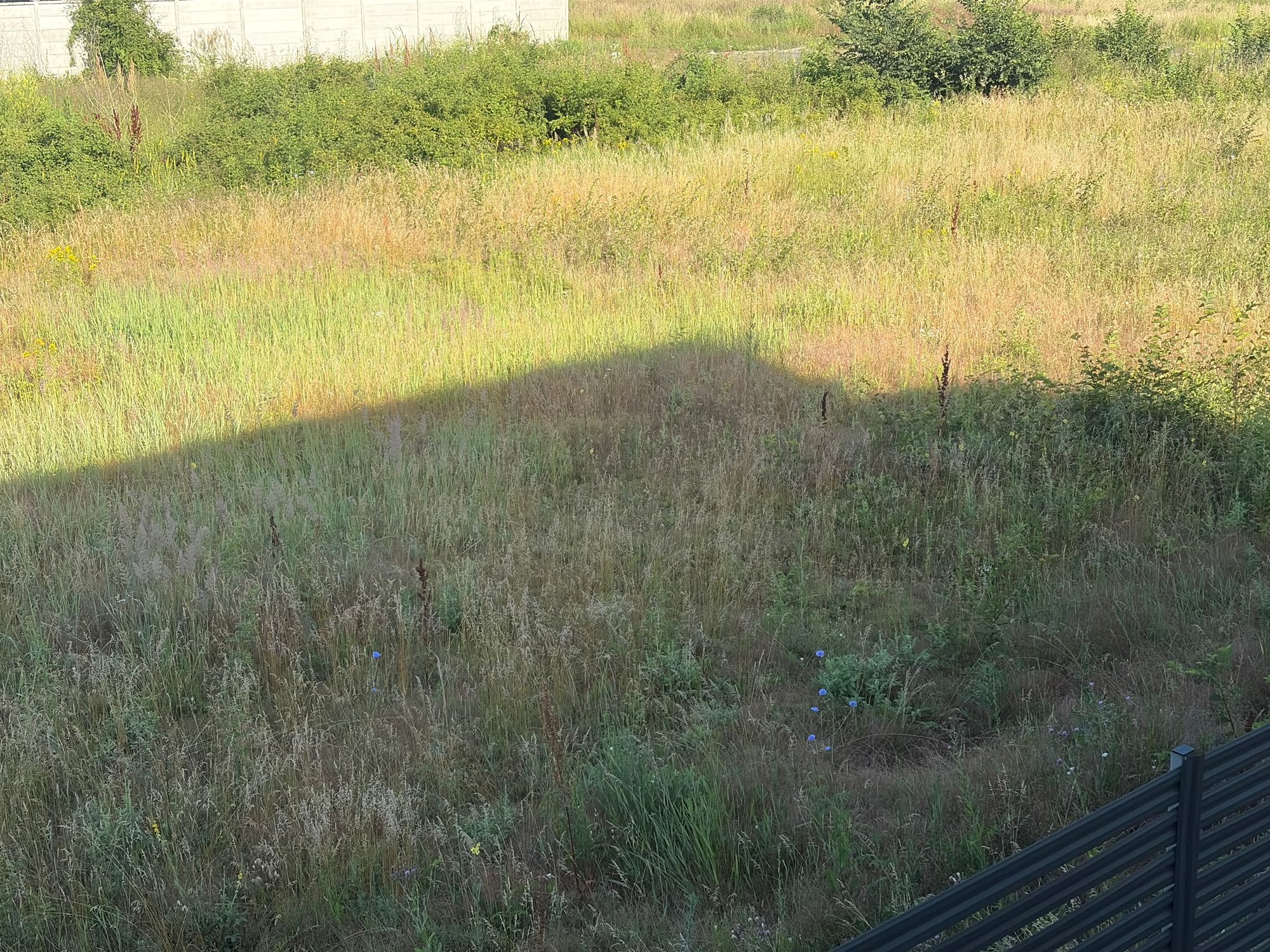 Ambrozie in Strada Grivița 38b, Otopeni, Oraș Otopeni, Județul Ilfov