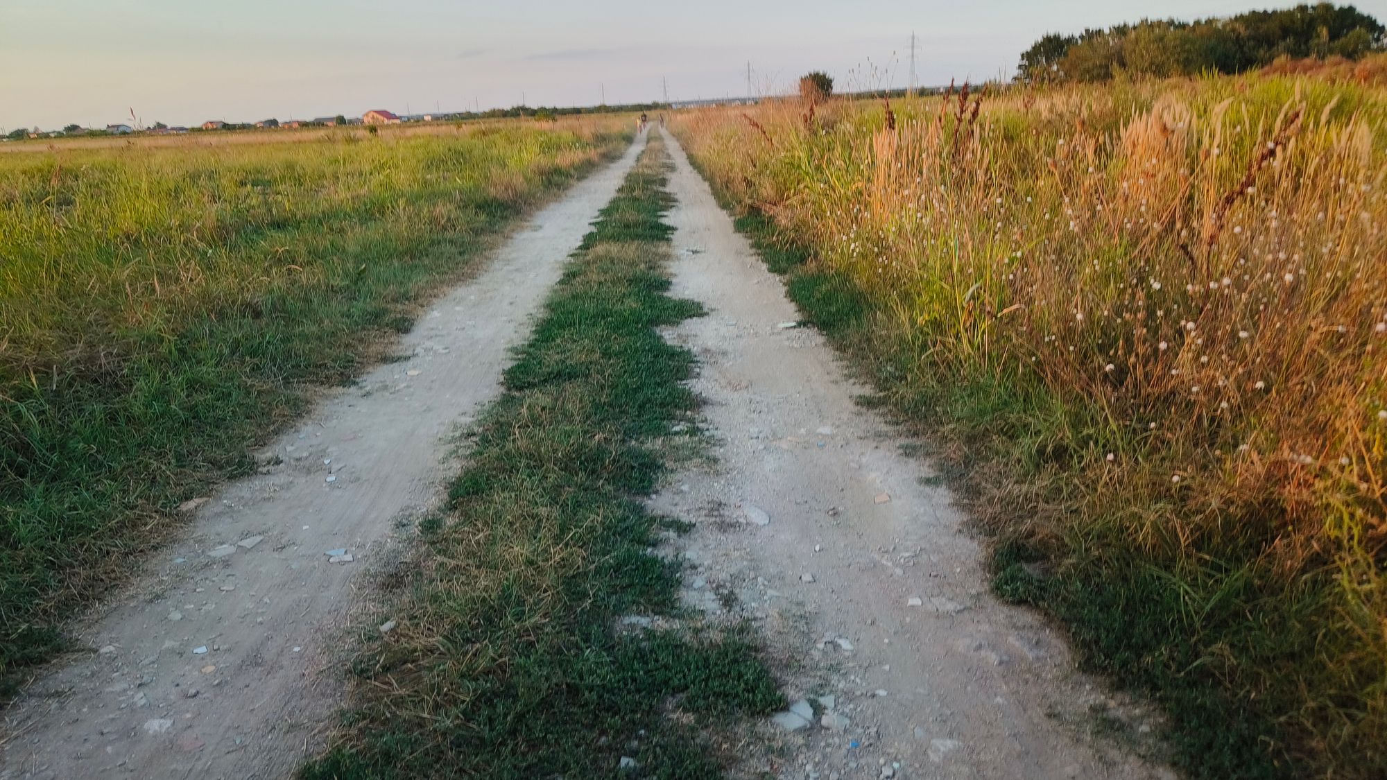 Ambrozie in Săbăreni, Comuna Săbăreni, Județul Giurgiu